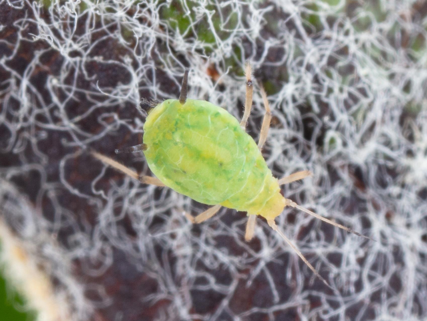 Puceron vert du pommier (Aphis pomi)_6