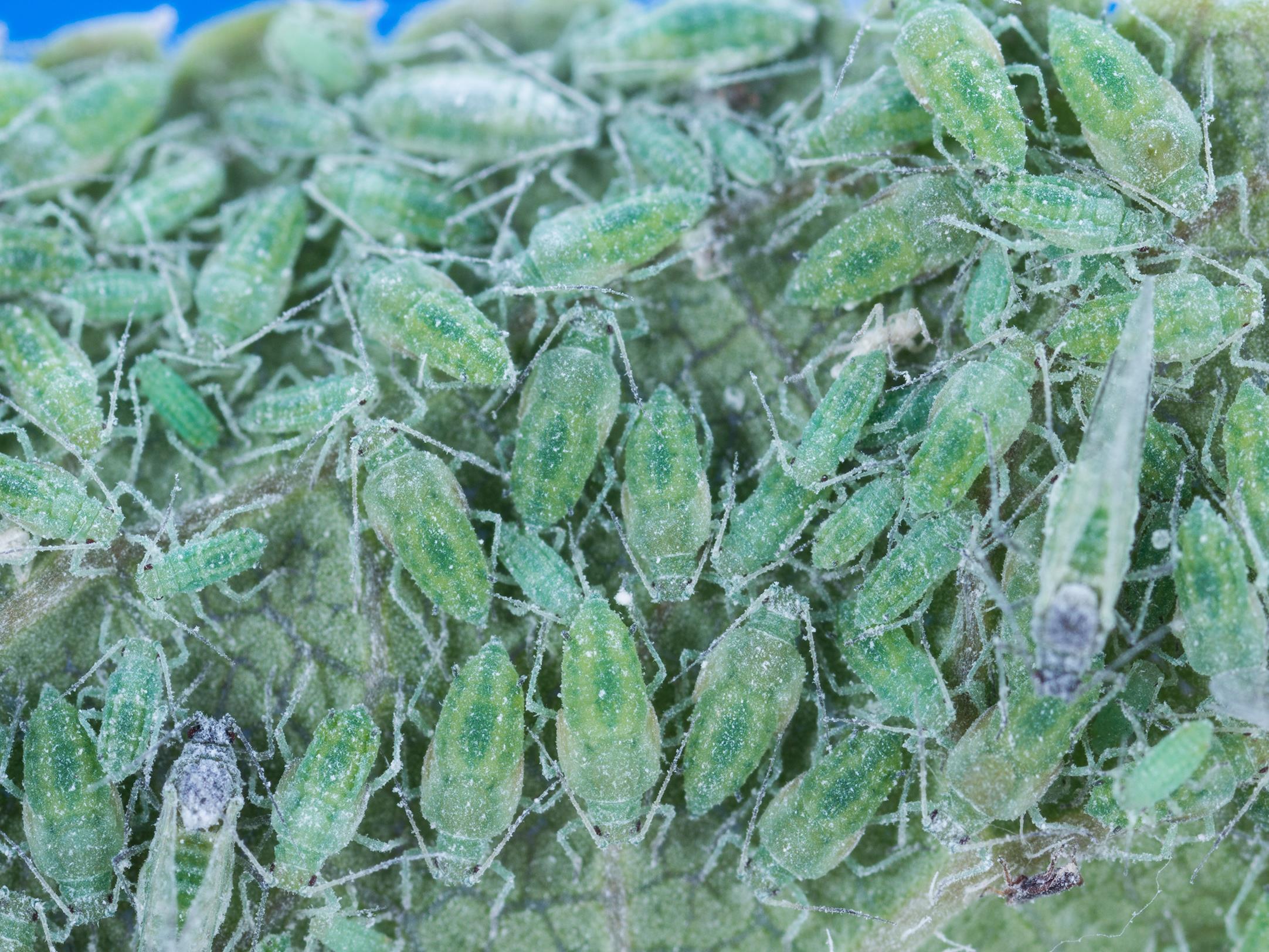 Puceron farineux du prunier (Hyalopterus pruni)_1