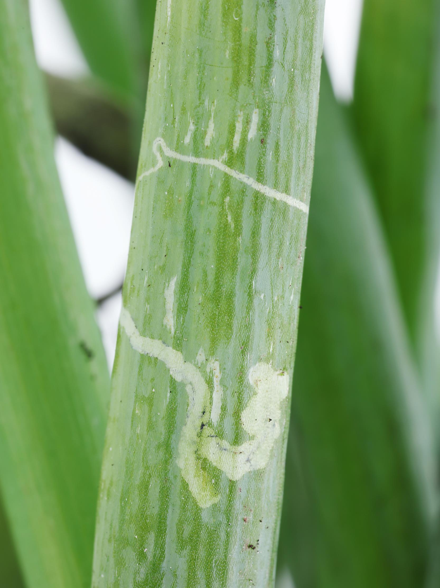 Oignon sec - Mouche mineuse américaine (Liriomyza trifolii)_1