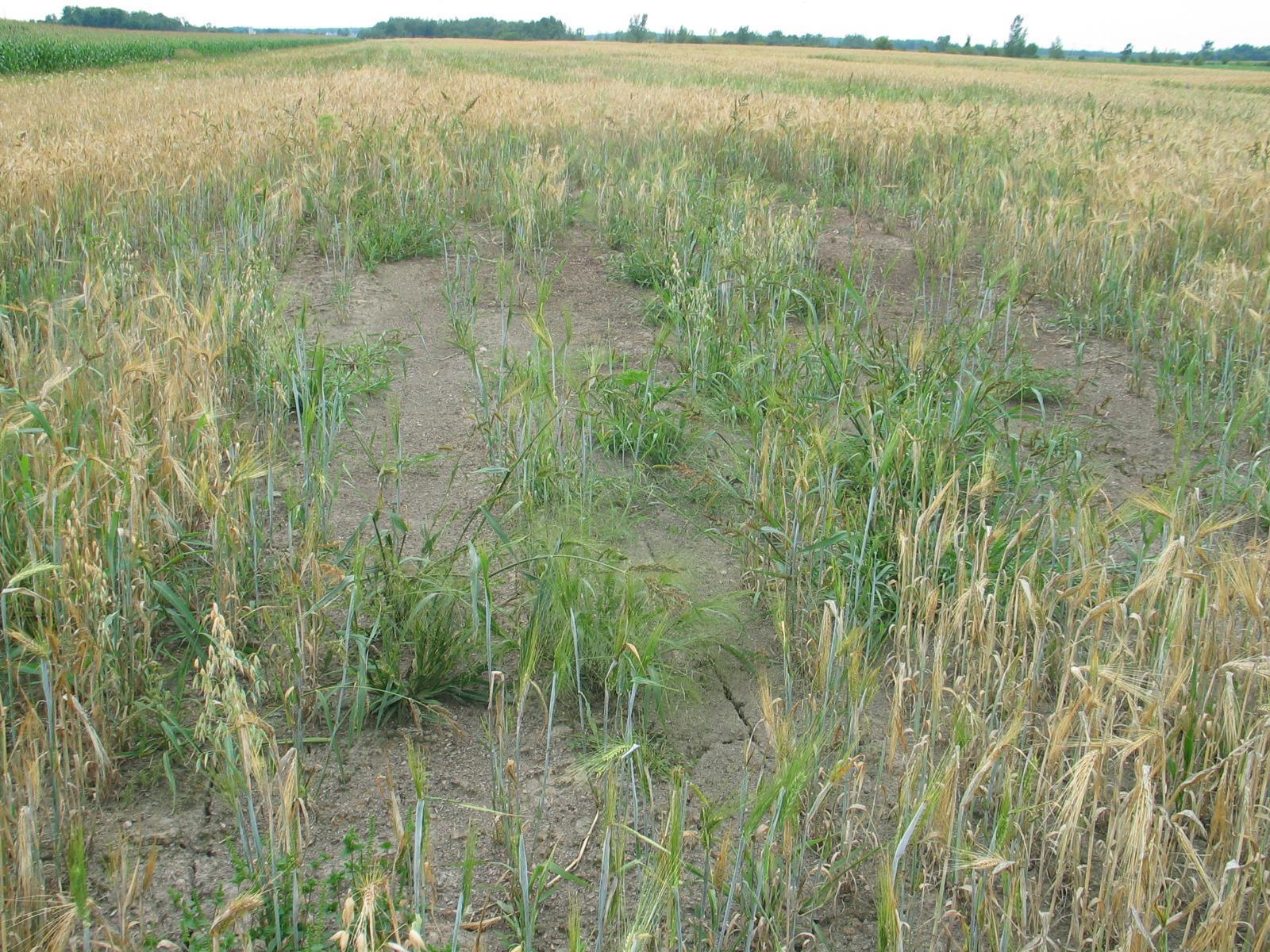 Orge - Drainage insuffisant (asphyxie racinaire)