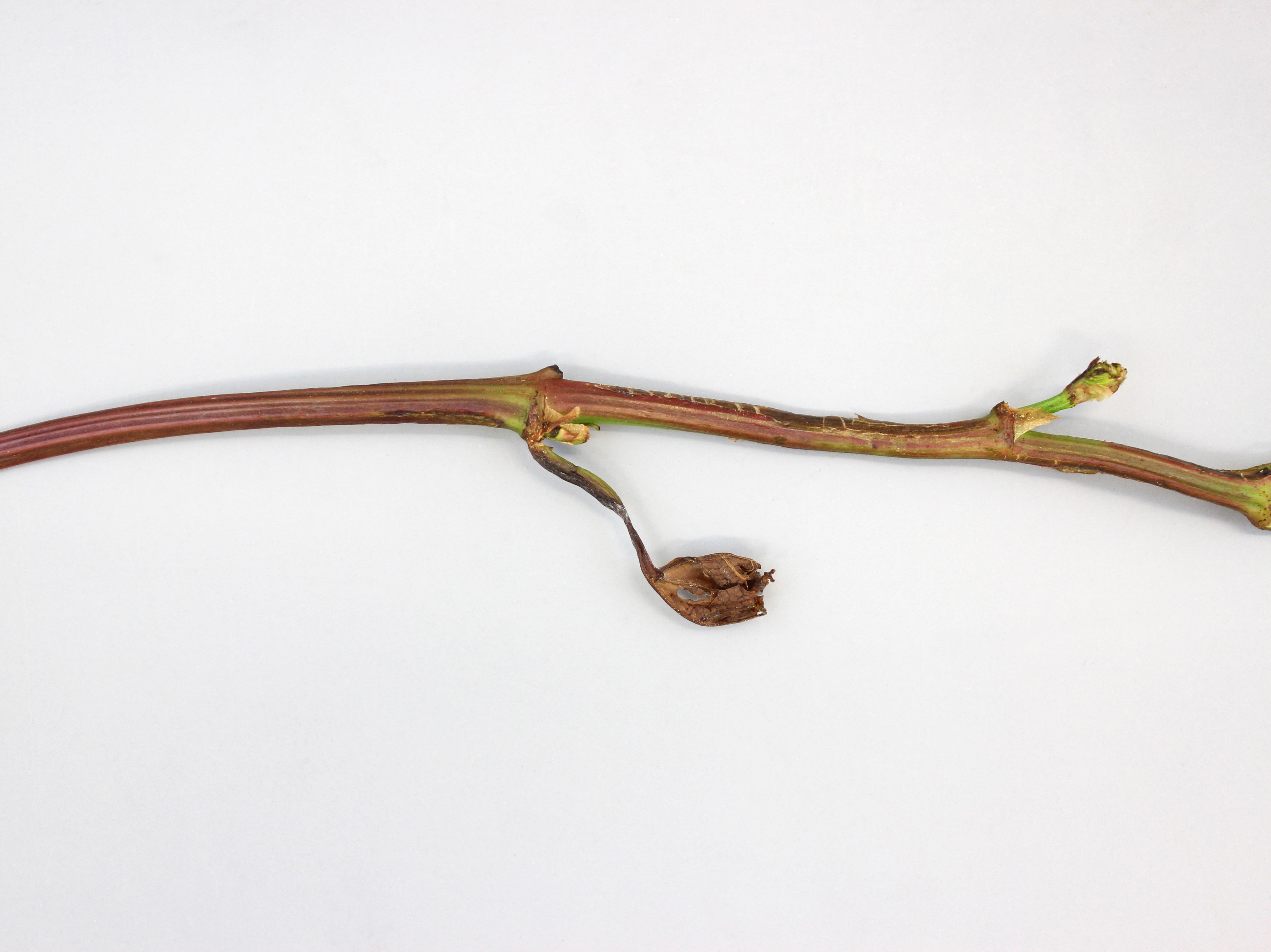 Vigne (raisin) - Carence en bore (B)_1