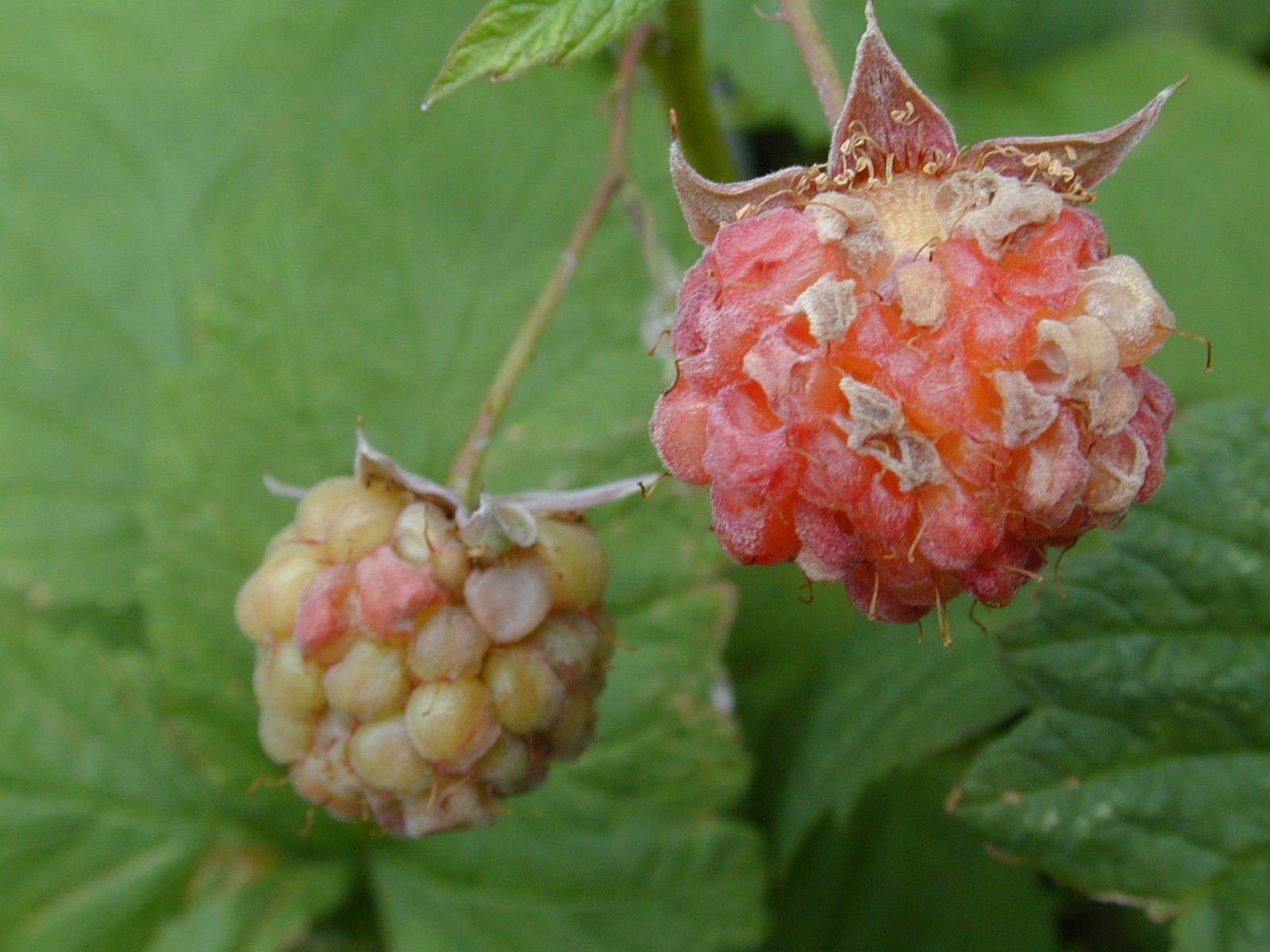 Framboise - Excès d'eau et de pluie