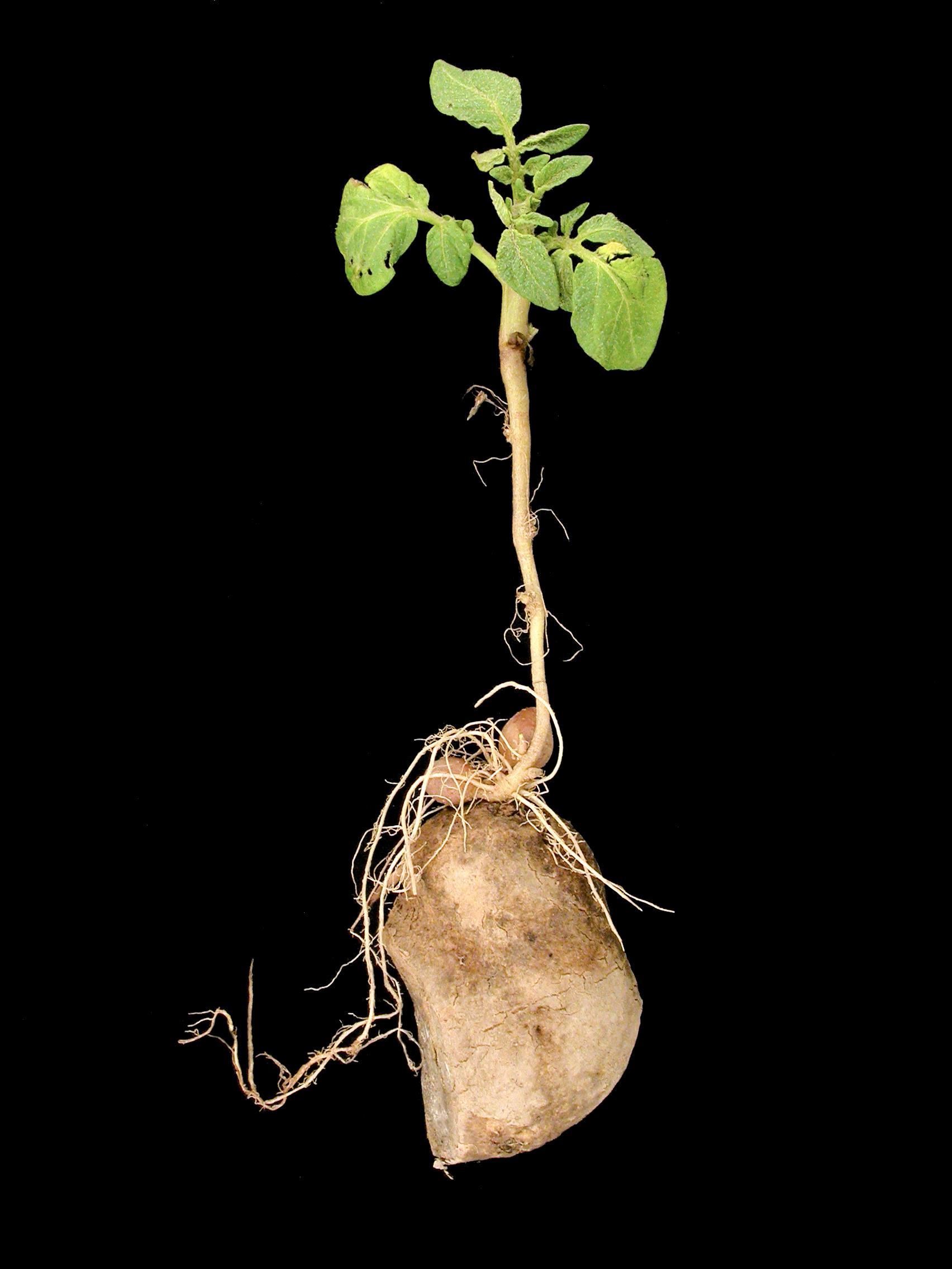Pomme de terre - Boulage