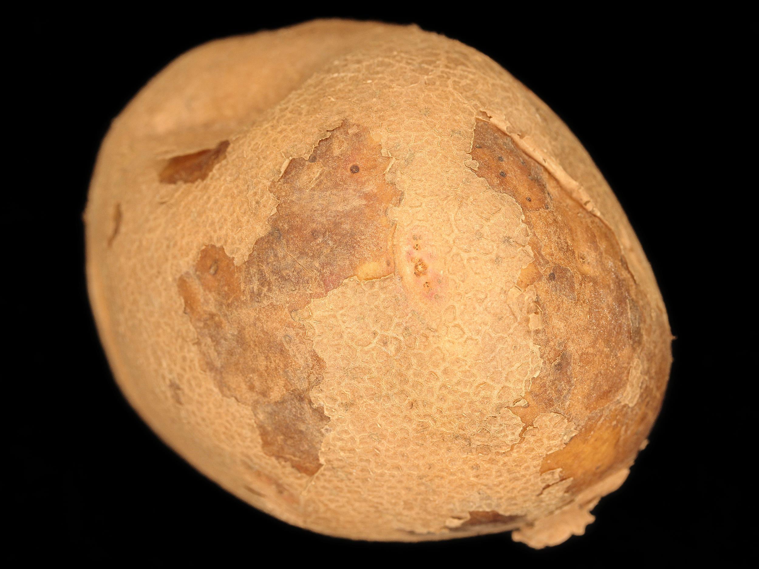 Pomme de terre - Pelage de l'épiderme