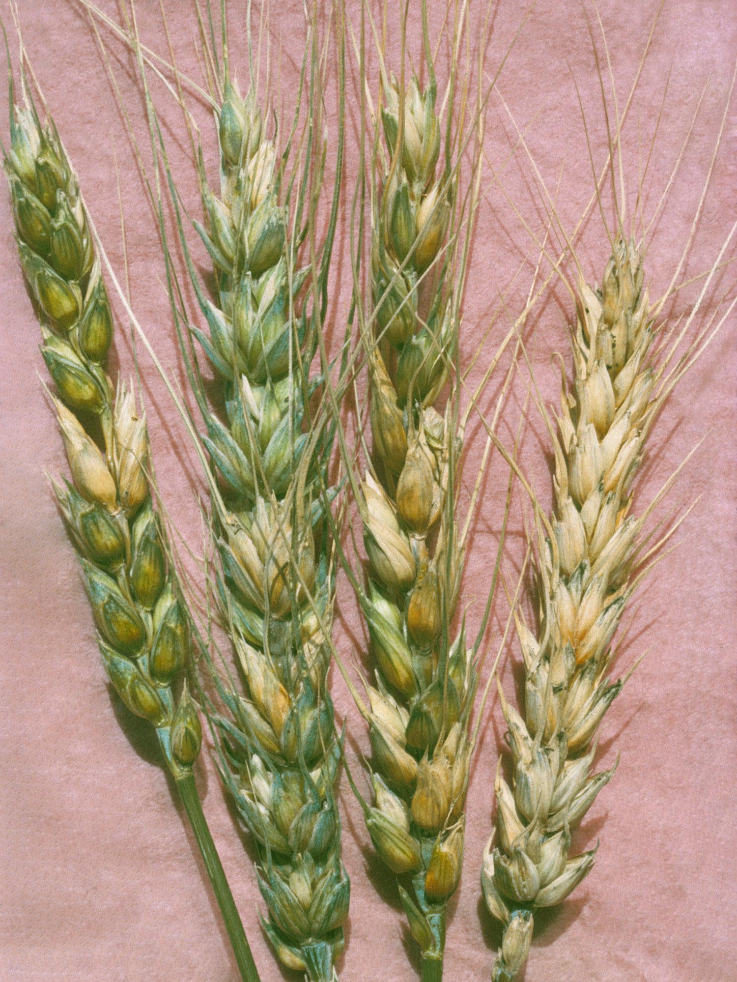 Blé - Fusariose de l'épi (Fusarium graminearum)_2