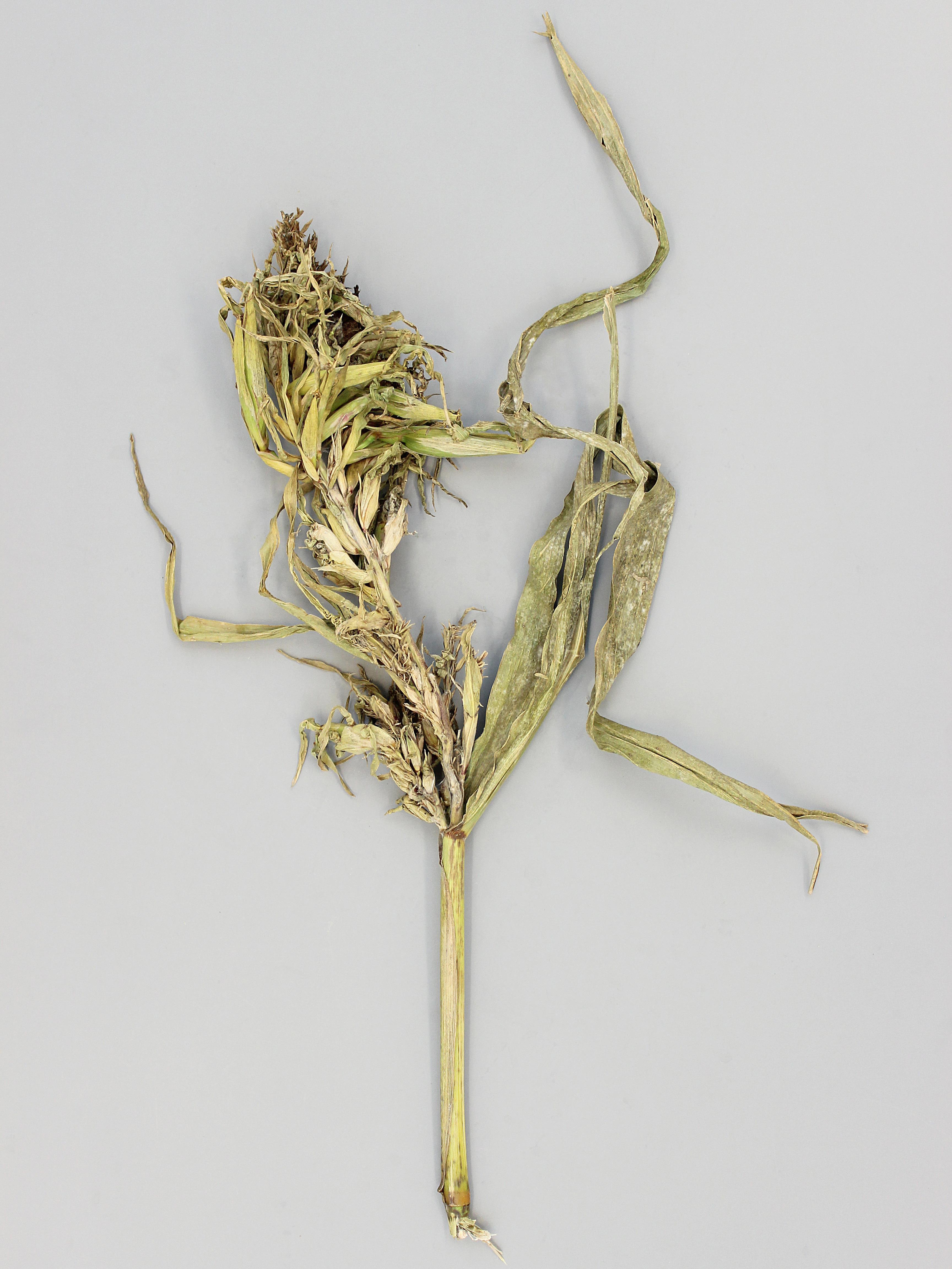 Maïs grain et fourrager - Mildiou (Sclerophthora macrospora)