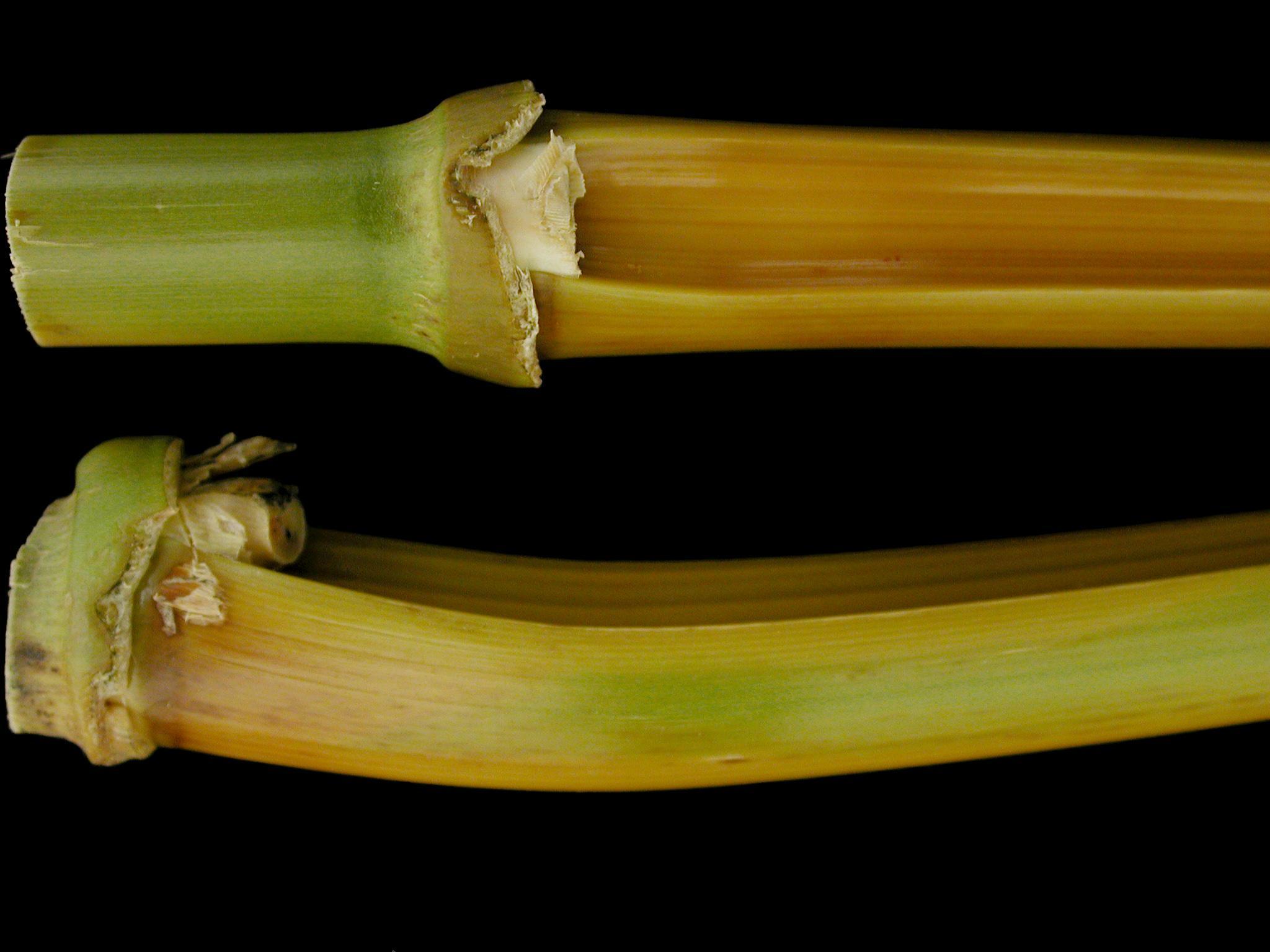 Maïs grain et fourrager - Fusariose de la tige (Fusarium graminearum)