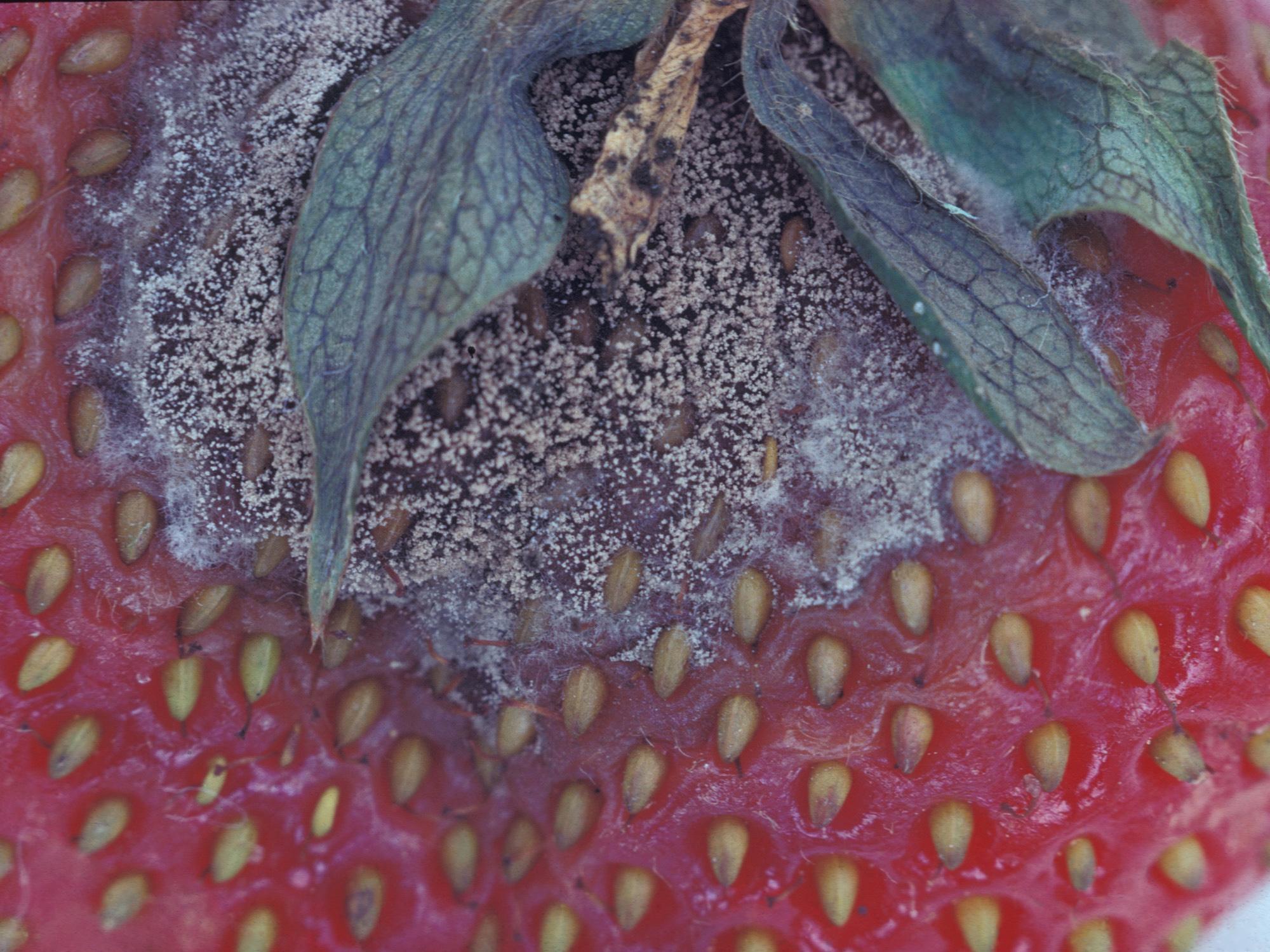 Fraise - Moisissure grise (Botrytis cinerea)