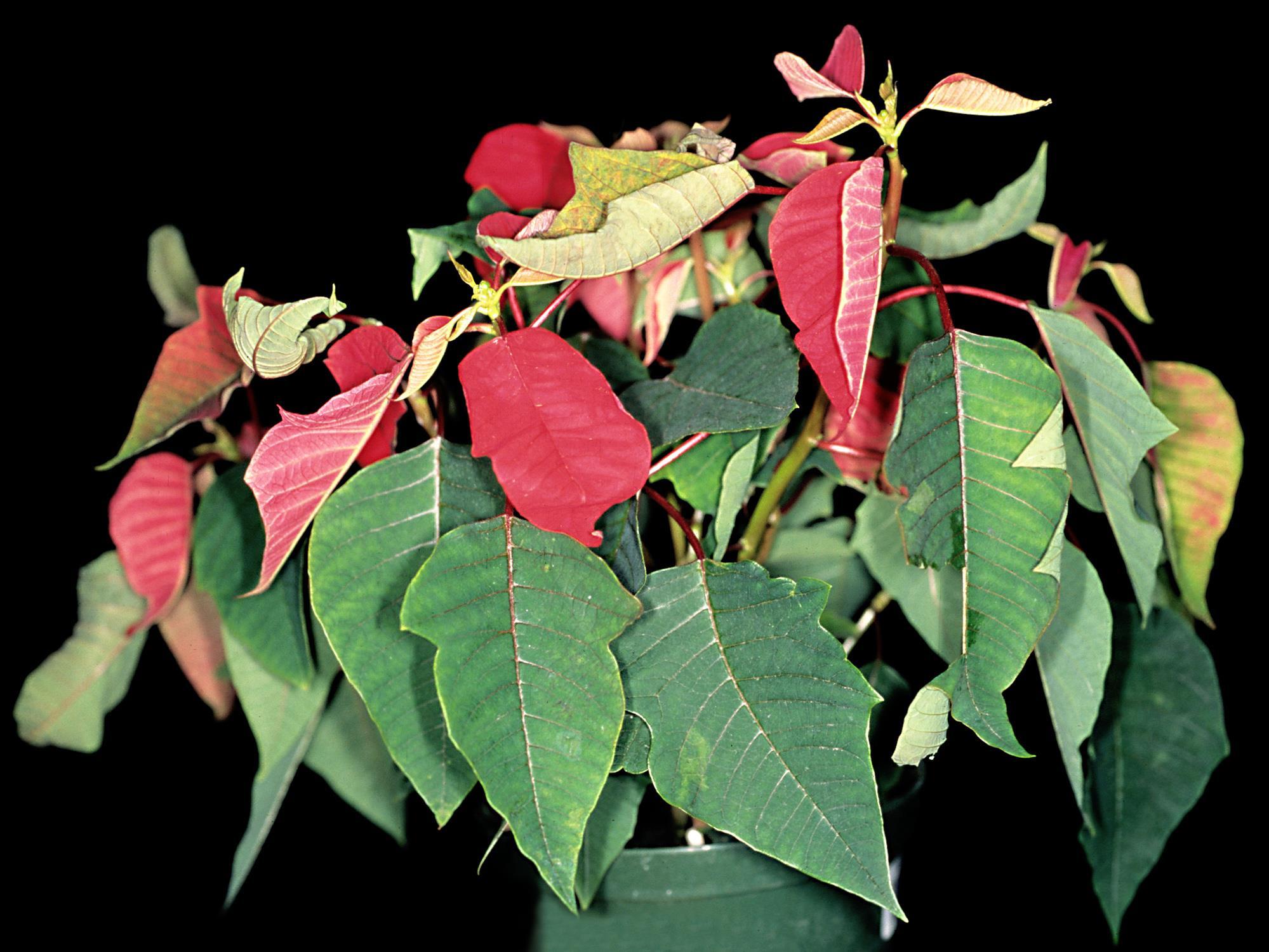 Poinsettia - Pourriture des racines (Pythium spp.)