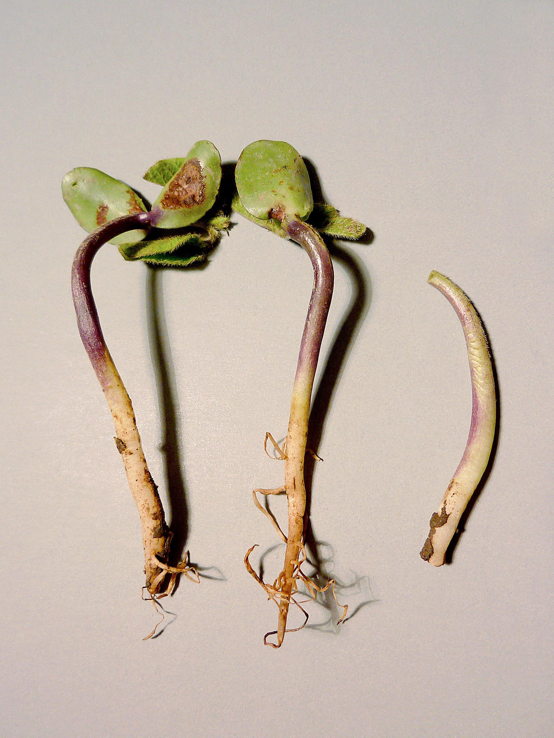 Soya - Fonte des semis (Phytophthora sojae)