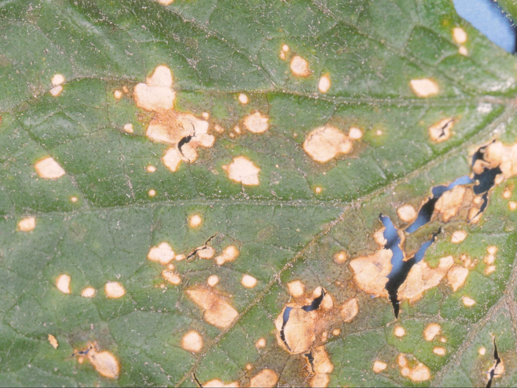 Concombre - Alternariose (Alternaria alternata)
