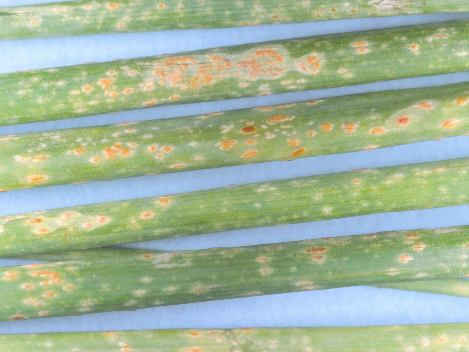 Oignon vert - Rouille (Puccinia allii)