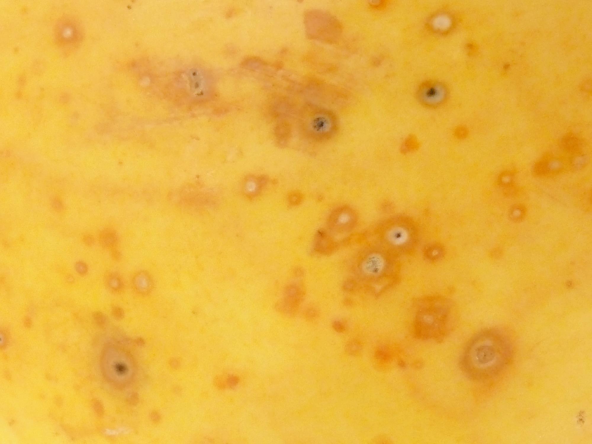 Courges - Anthracnose (Colletotrichum orbiculare)