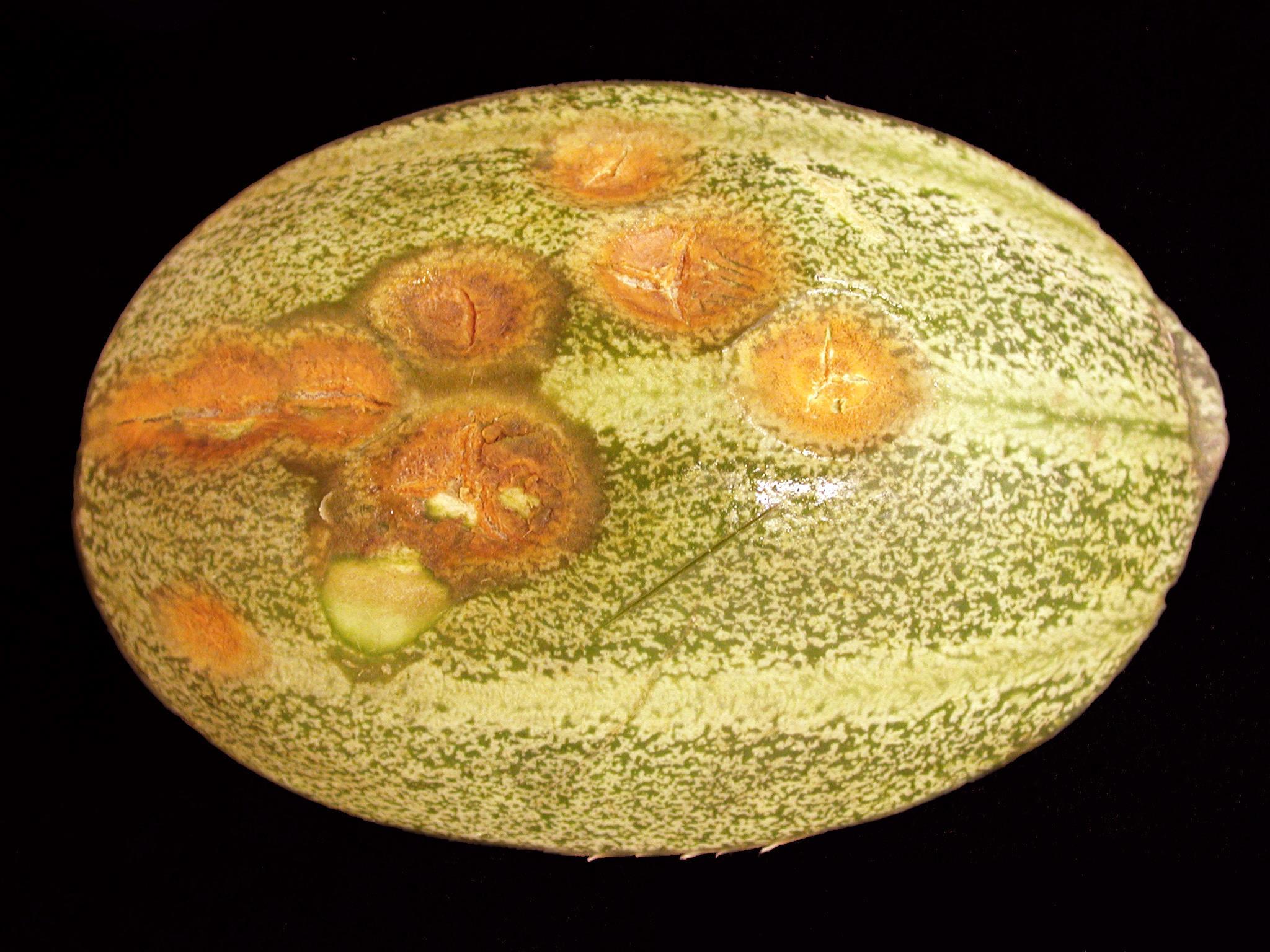 Melon d'eau - Anthracnose (Colletotrichum orbiculare)