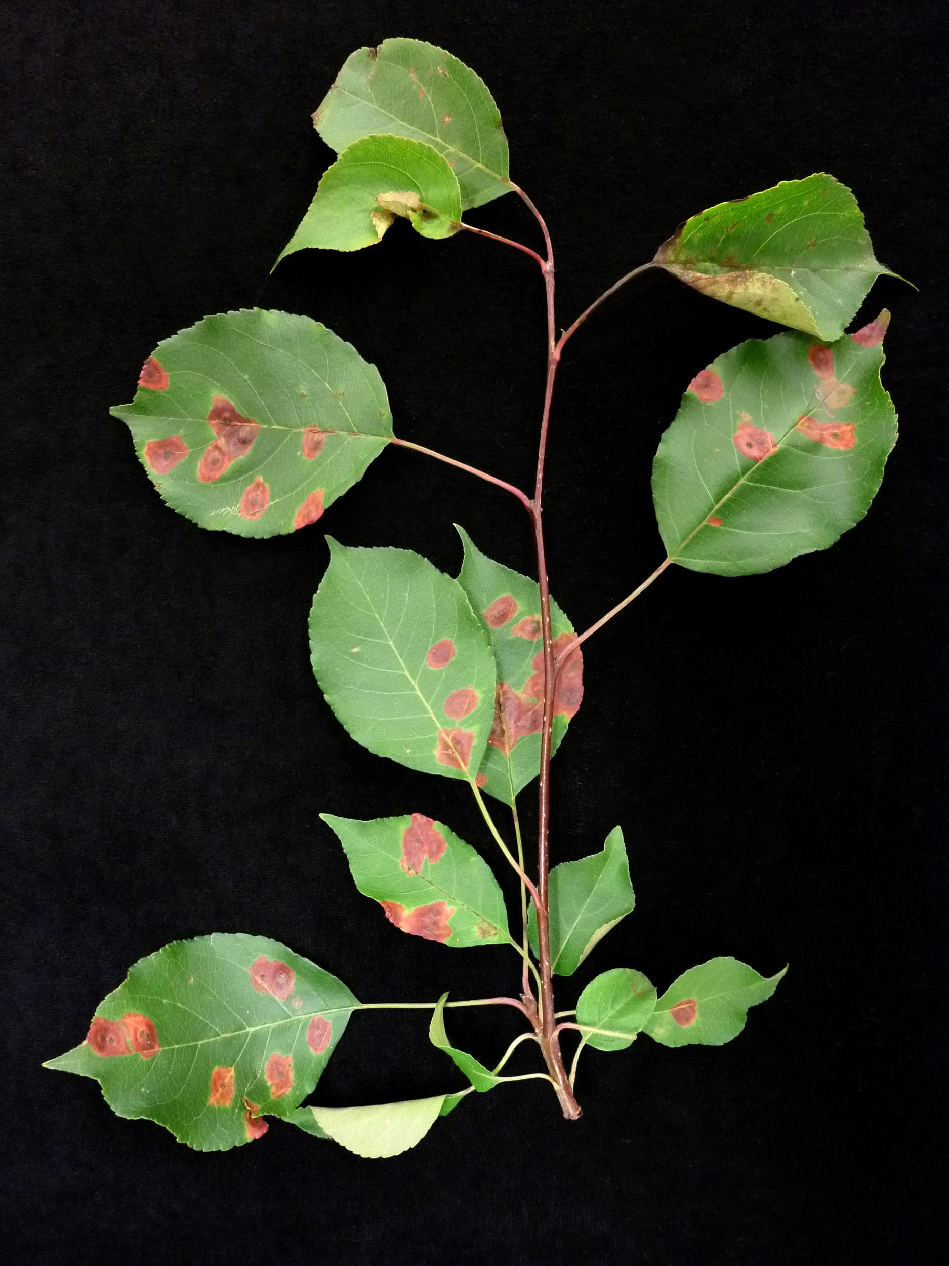 Pomme - Rouille (Gymnosporangium sp.)