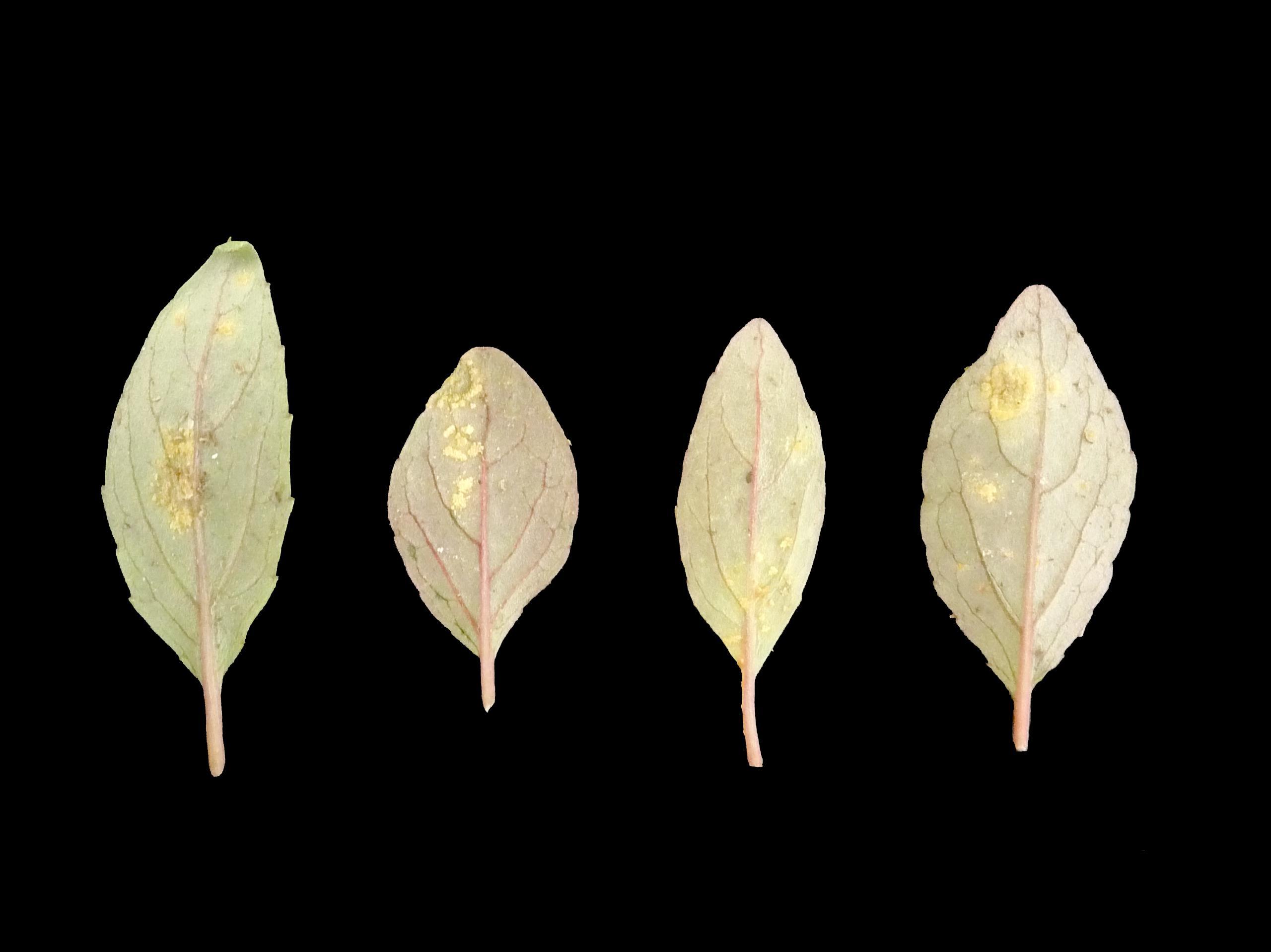 Peupliers - Rouille des feuilles (Melampsora medusae)