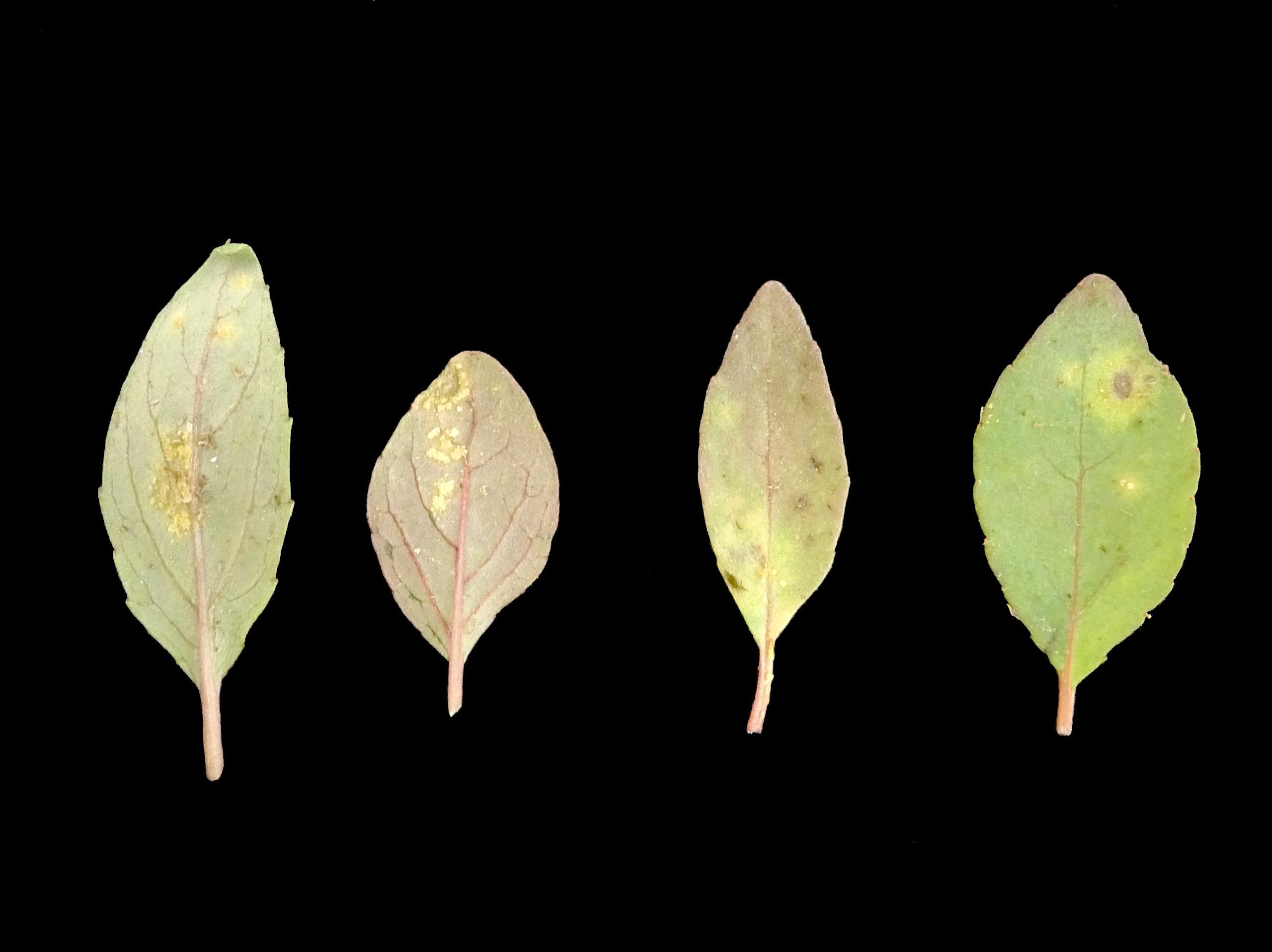 Peupliers - Rouille des feuilles (Melampsora medusae)