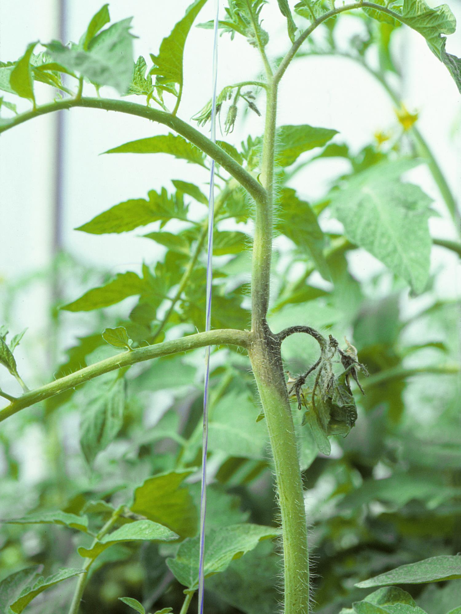 Tomate - Mildiou (Phytophthora infestans)