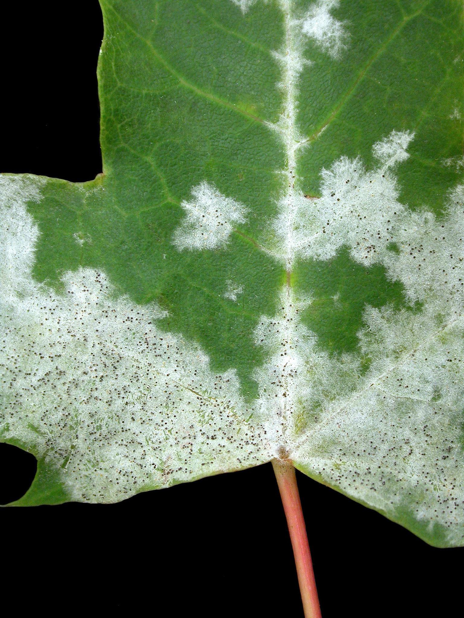 Érables - Blanc (Erysiphe circinata)