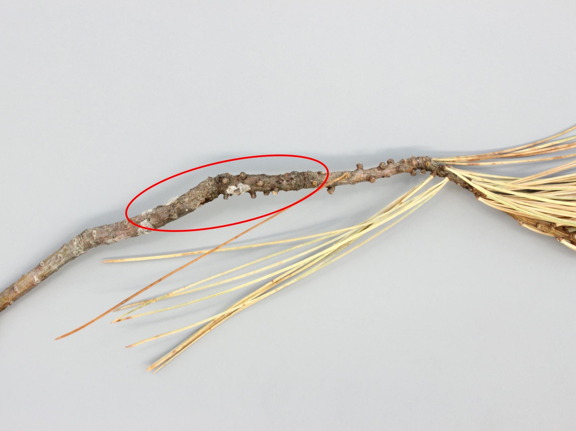 Pins - Rouille vésiculeuse du pin blanc (Cronartium ribicola)