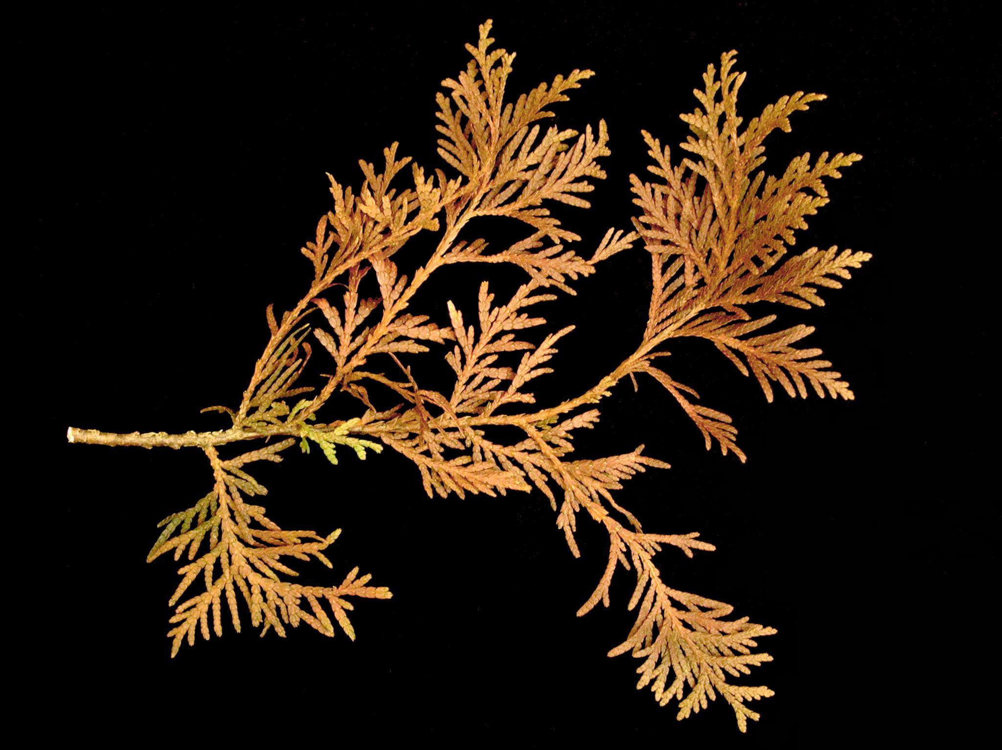 Thuyas - Pourriture des racines (Phytophthora sp.)