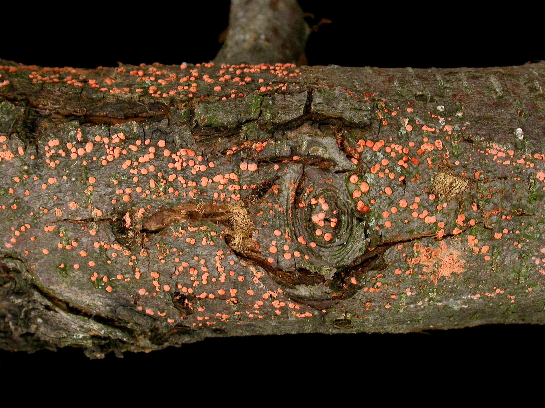 Pomme - Dépérissement nectrien (Nectria cinnabarina)_2