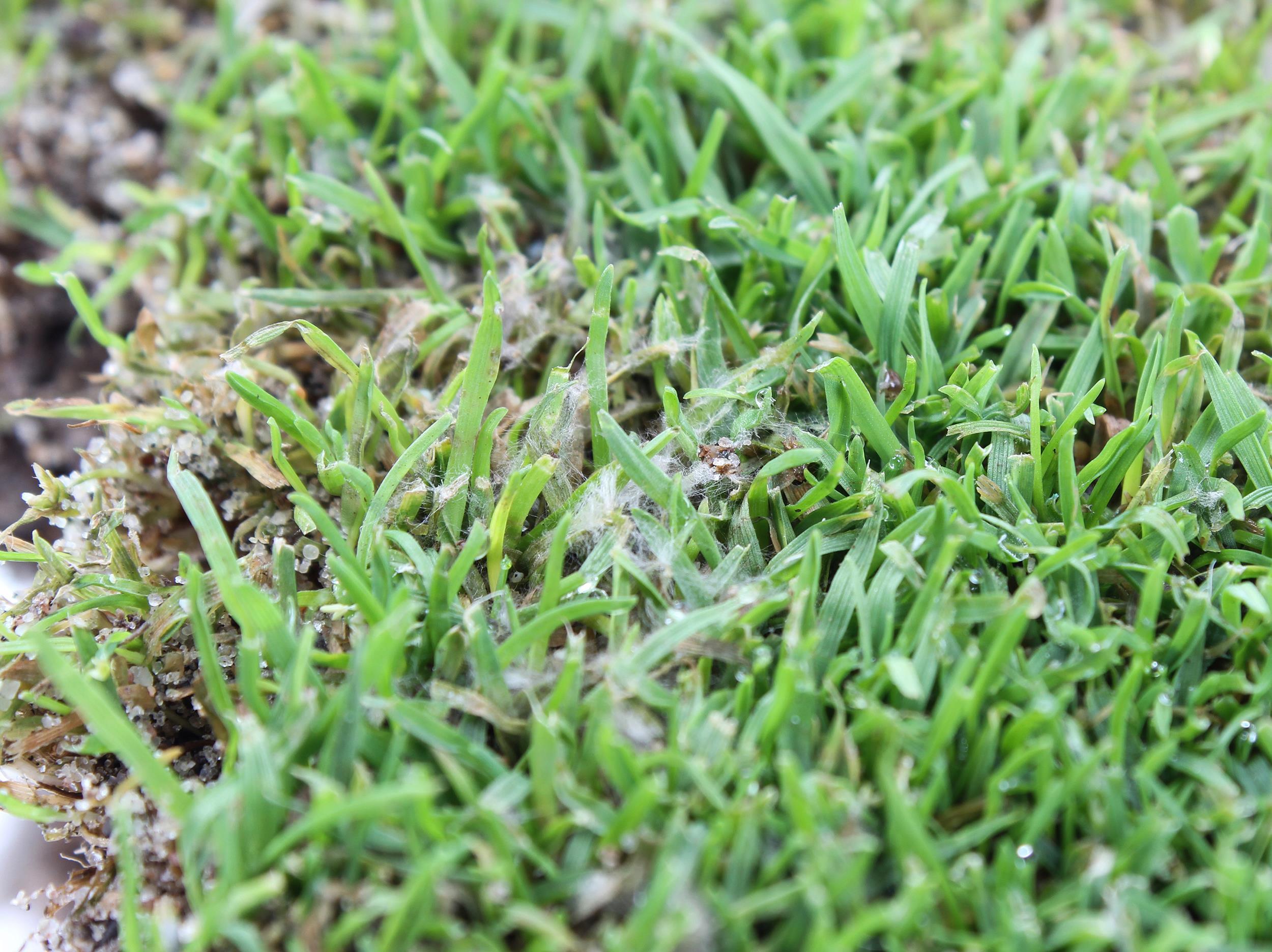 Gazons - Moisissure nivéale rosée (Microdochium nivale)