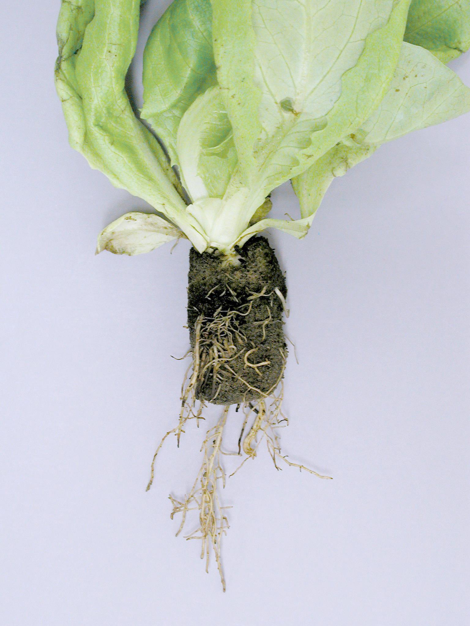 Laitues - Pourriture des racines (Pythium dissotocum)
