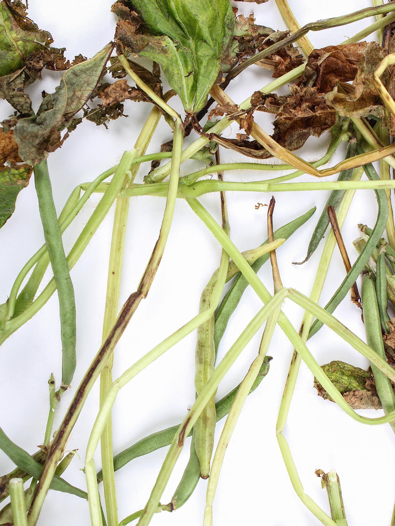 Haricot - Anthracnose (Colletotrichum lindemuthianum)_2