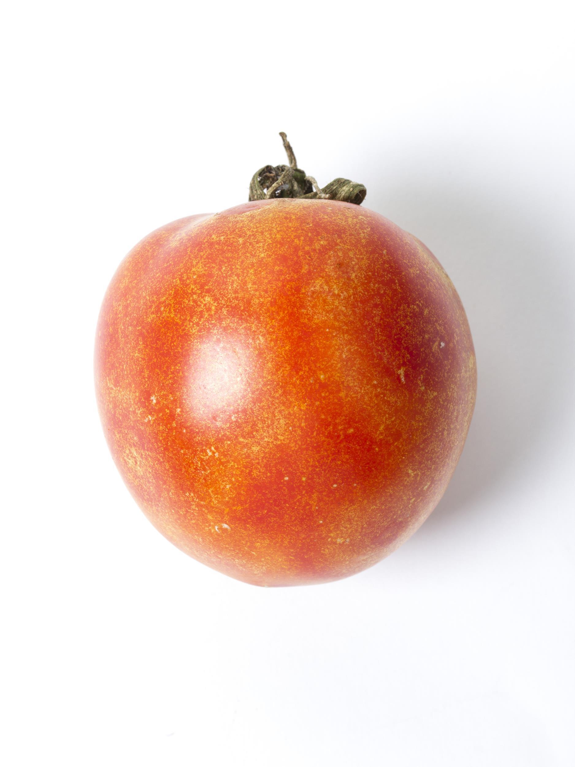 Tomate - Virus de la maladie bronzée de la tomate (TSWV)