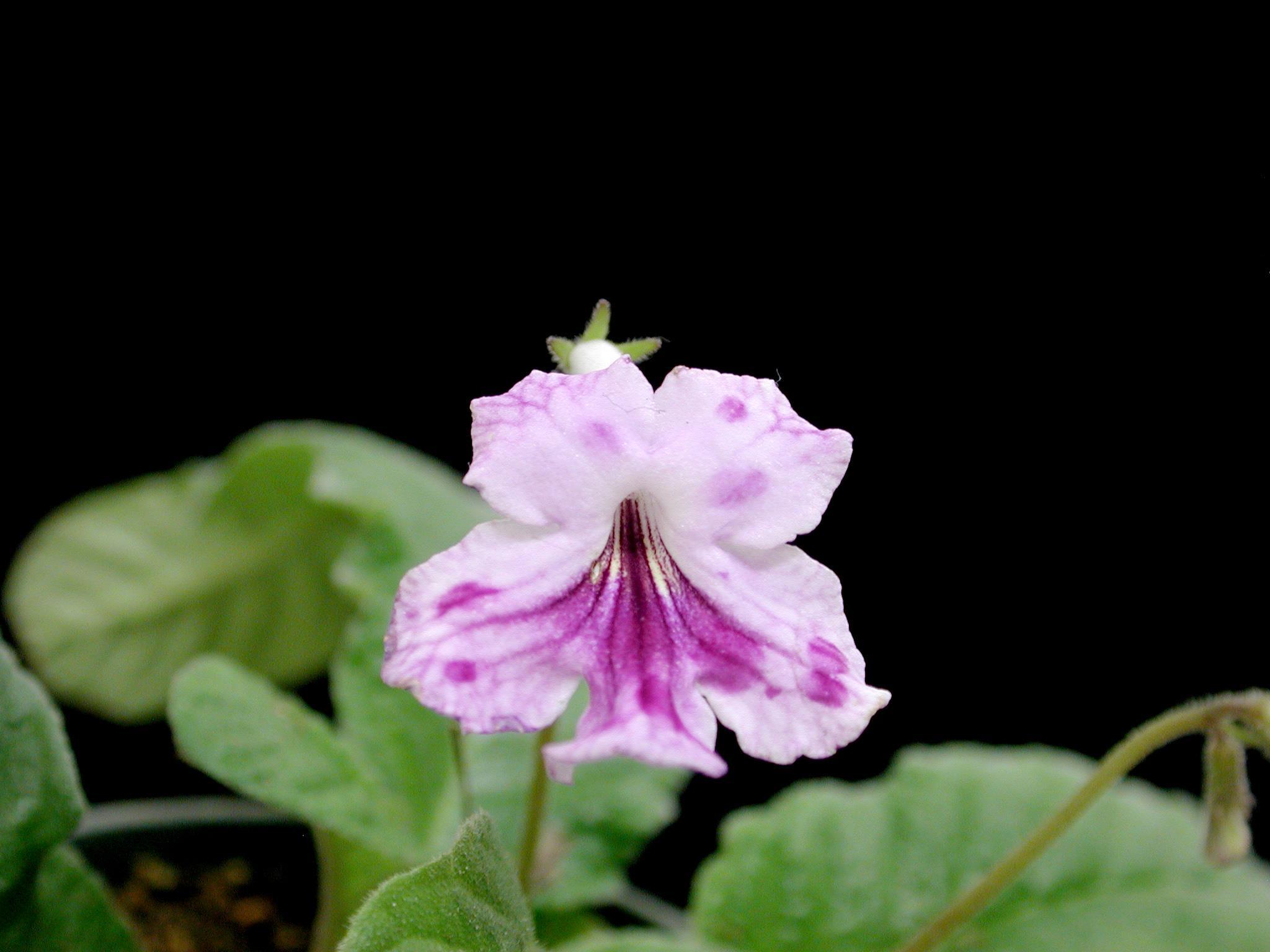 Streptocarpes - Virus de la tache nécrotique de l'impatiente (INSV)