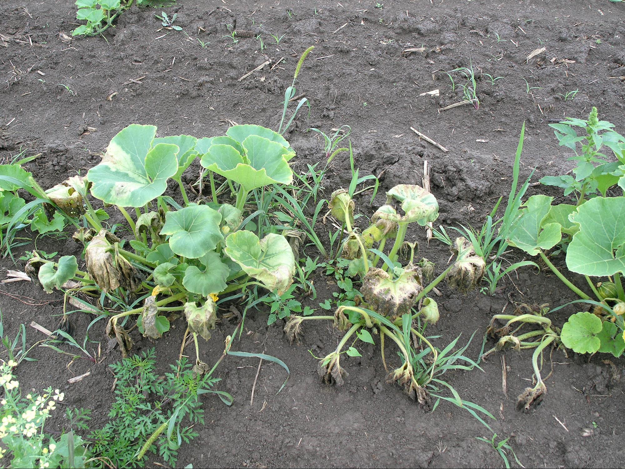 Courges - Flétrissement bactérien (Erwinia tracheiphila)