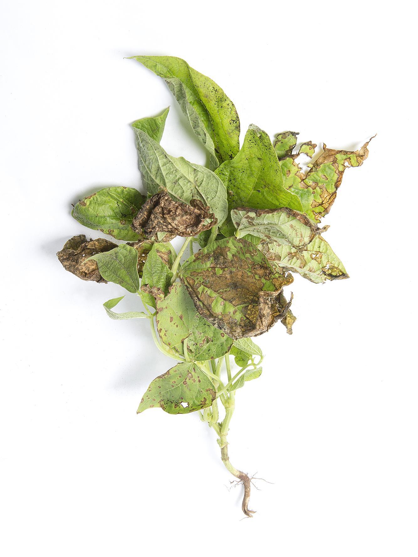 Haricot - Graisse bactérienne (Pseudomonas syringae pv. syringae)_2