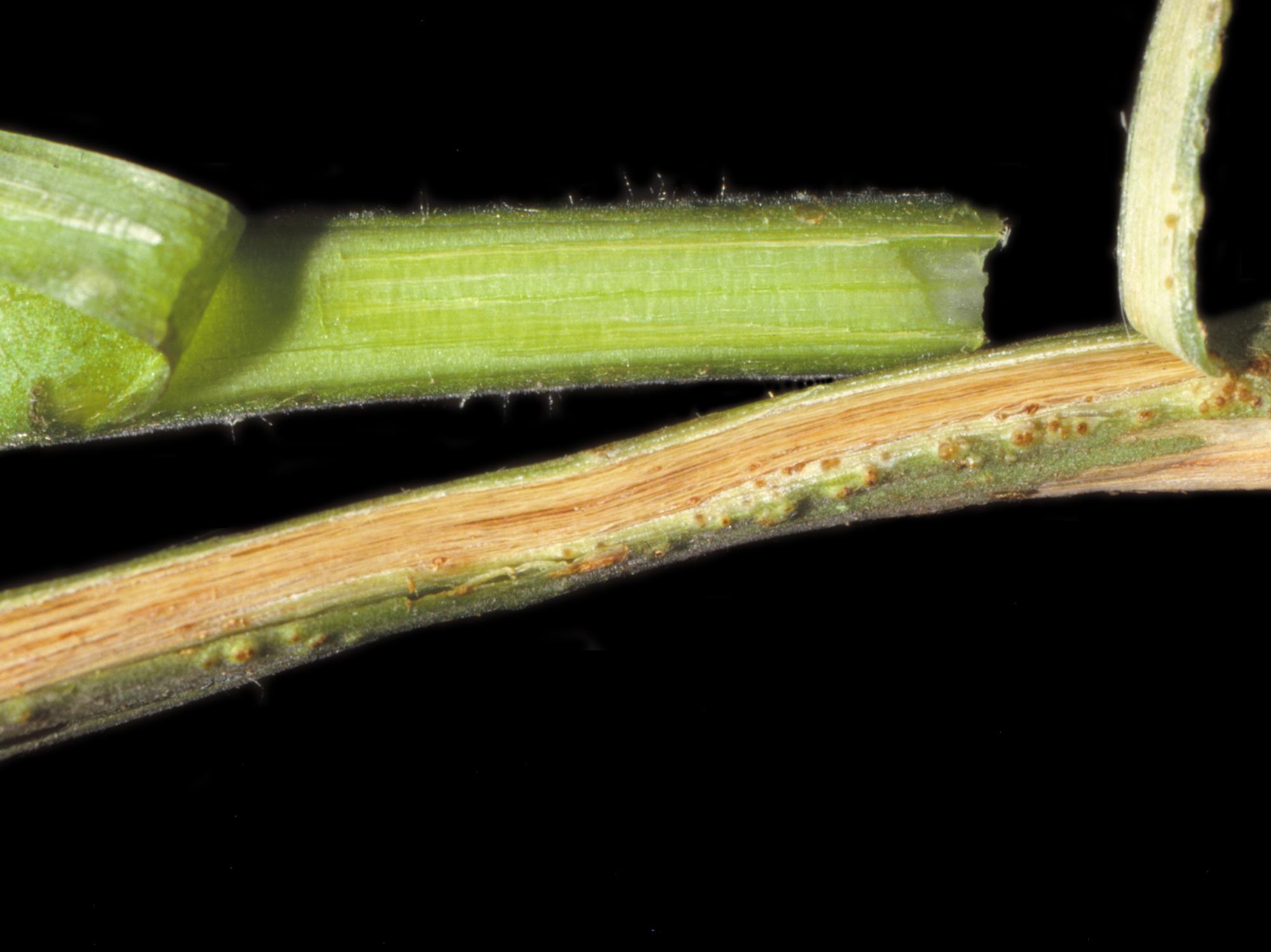 Tomate - Chancre bactérien (Clavibacter michiganensis subsp. michiganensis)