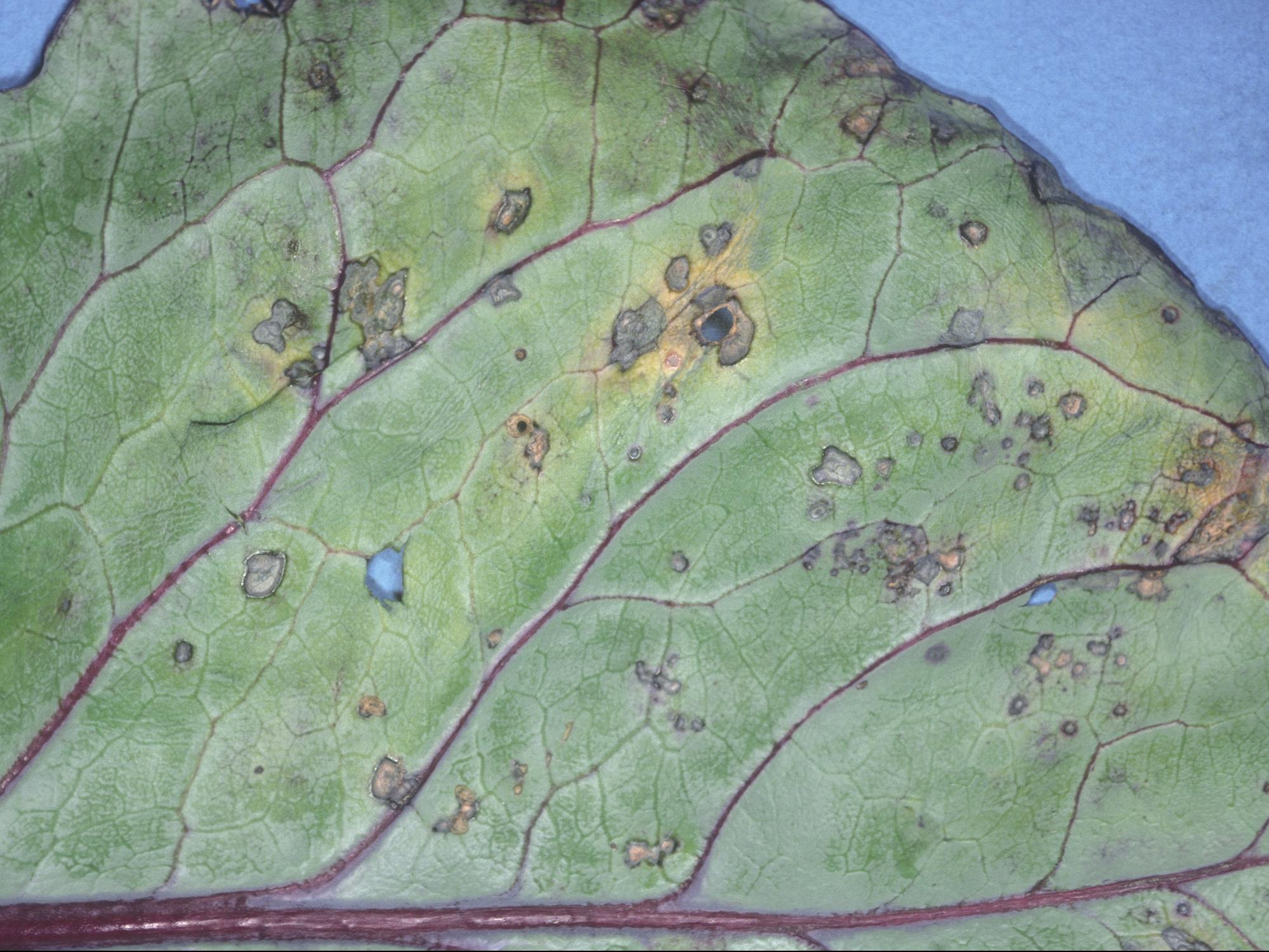 Chou pommé - Tache bactérienne (Xanthomonas campestris pv. raphani)
