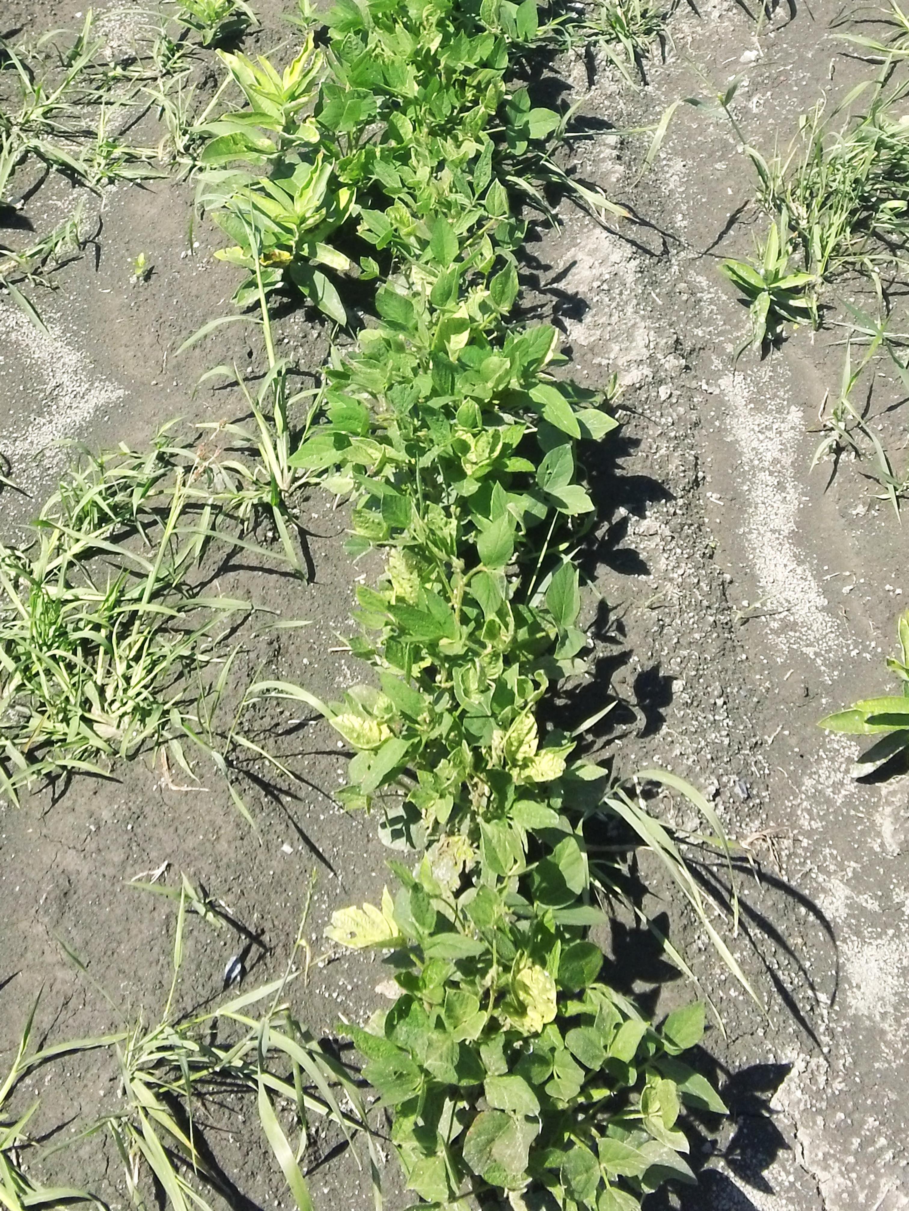 Soya - mésotrione (27)_4
