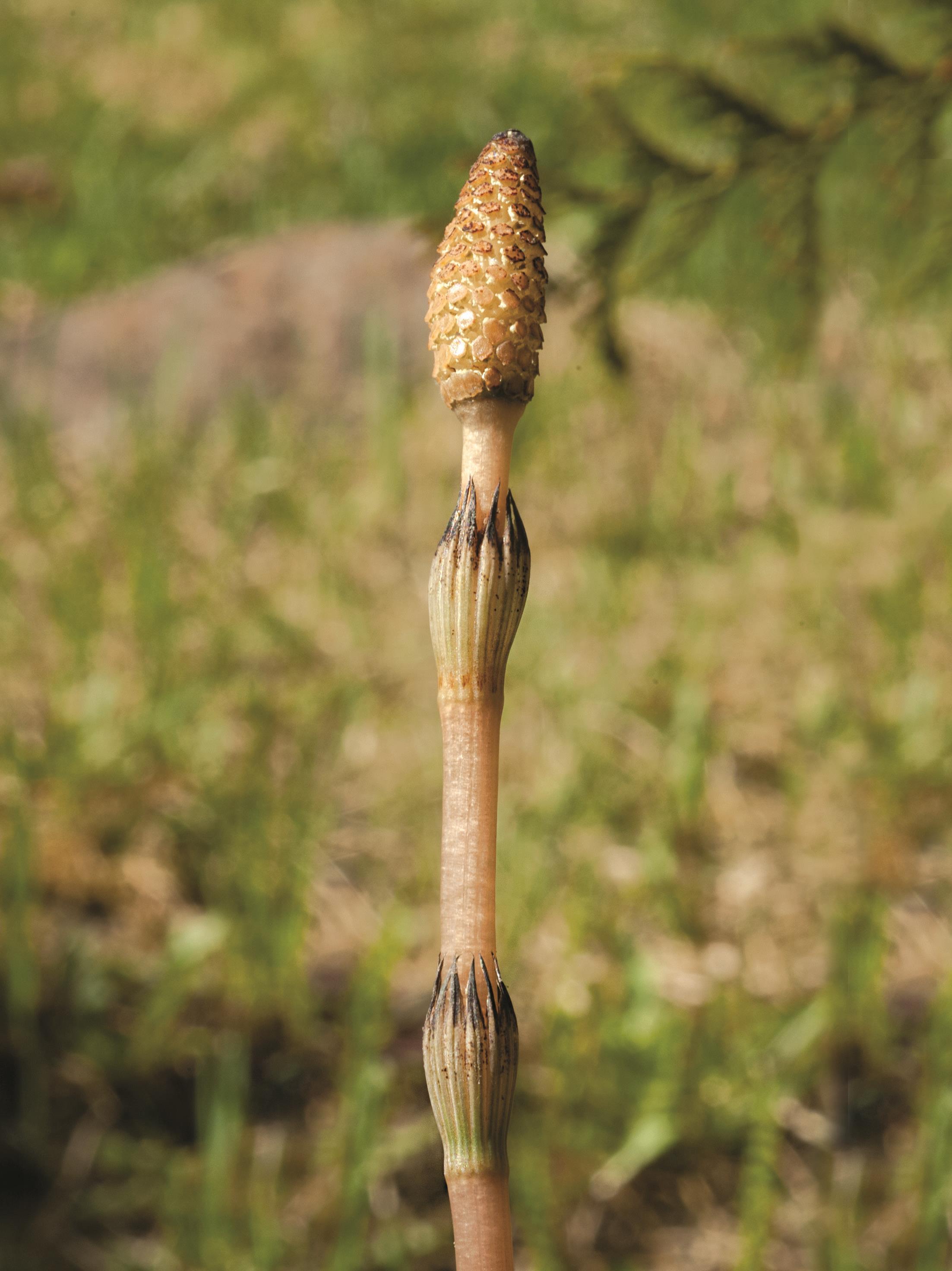 Prêle champs (Equisetum arvense)_3