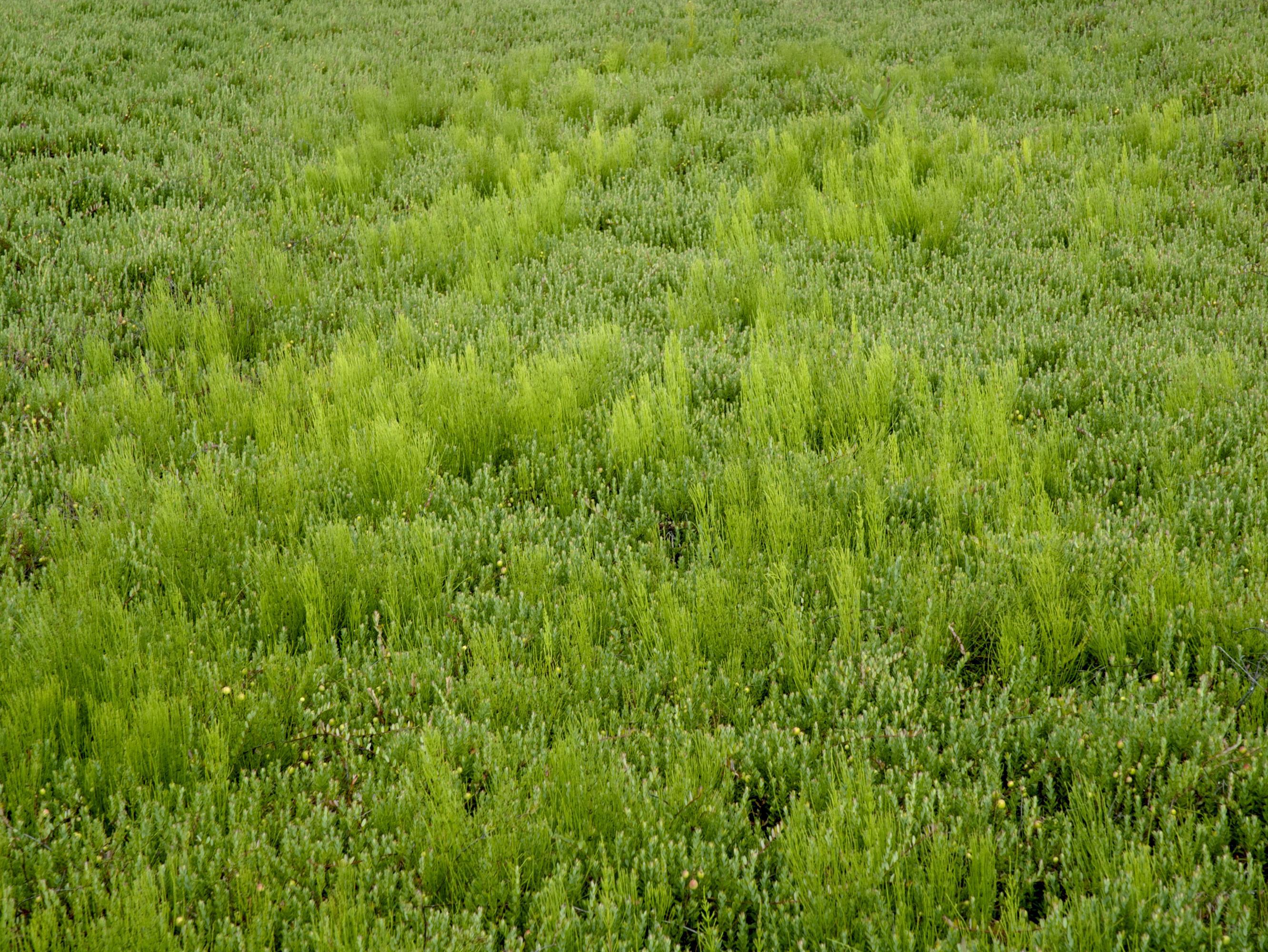 Prêle champs (Equisetum arvense)_15