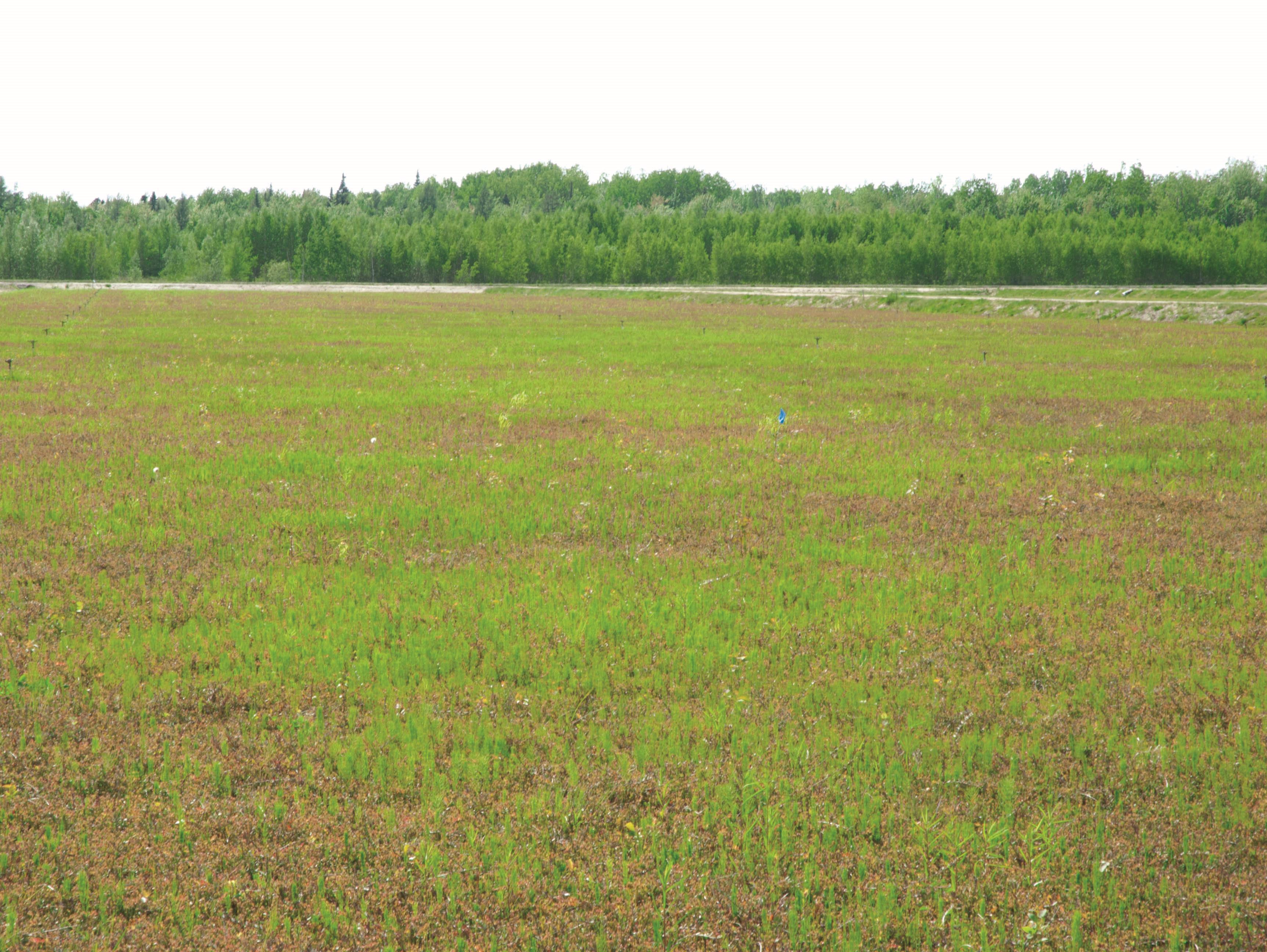 Prêle champs (Equisetum arvense)_17