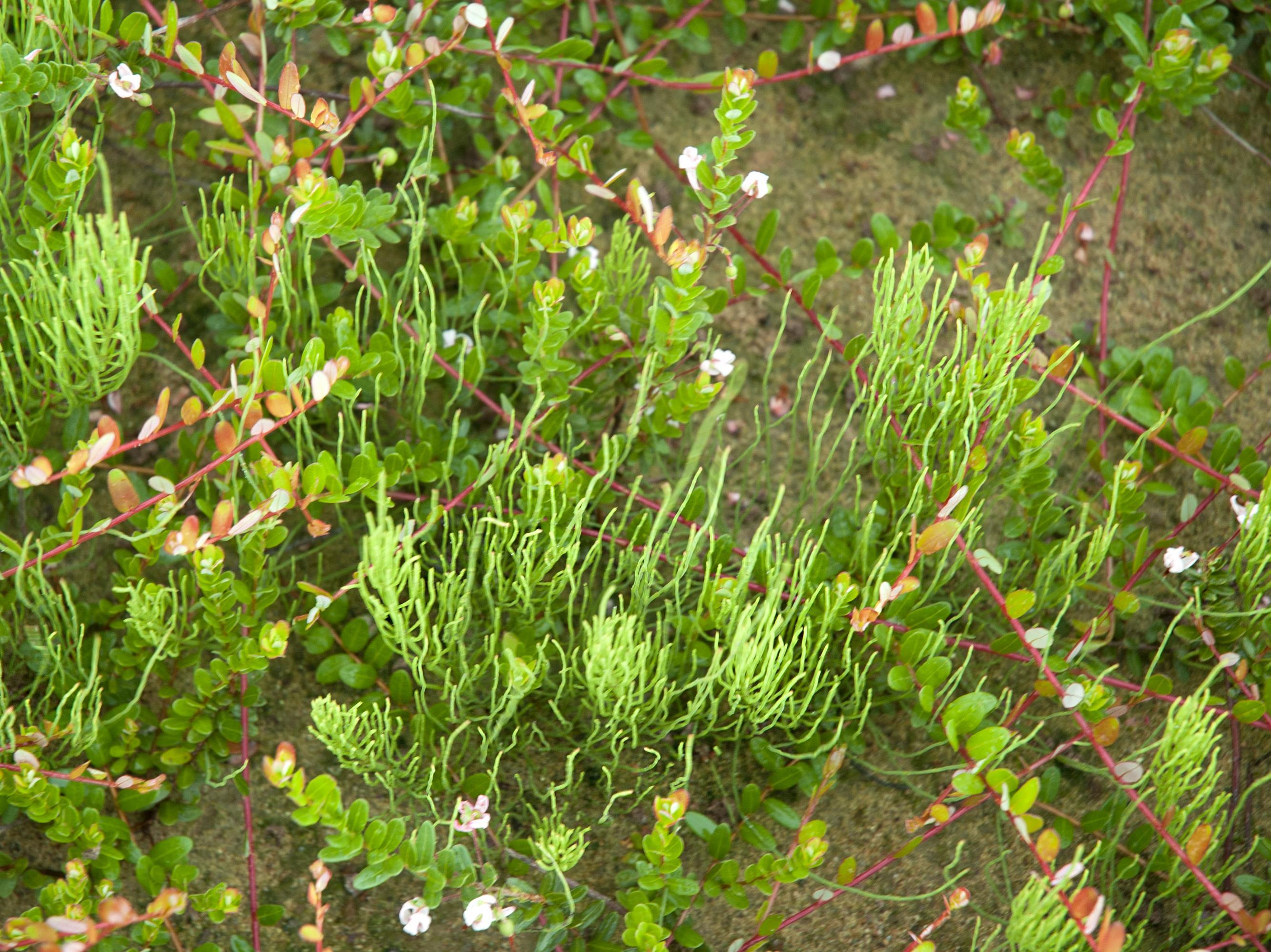 Prêle champs (Equisetum arvense)_18