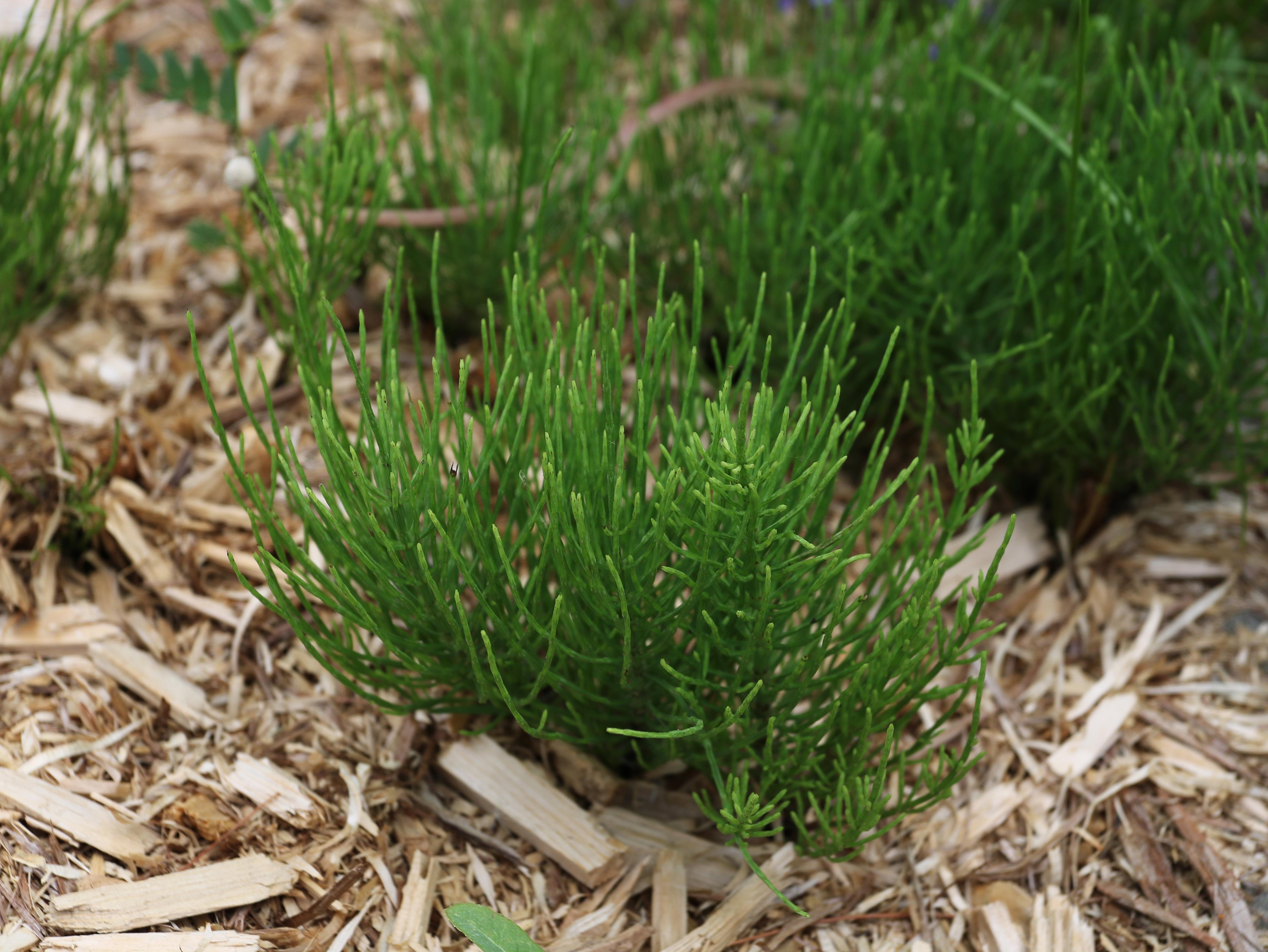 Prêle champs (Equisetum arvense)_27