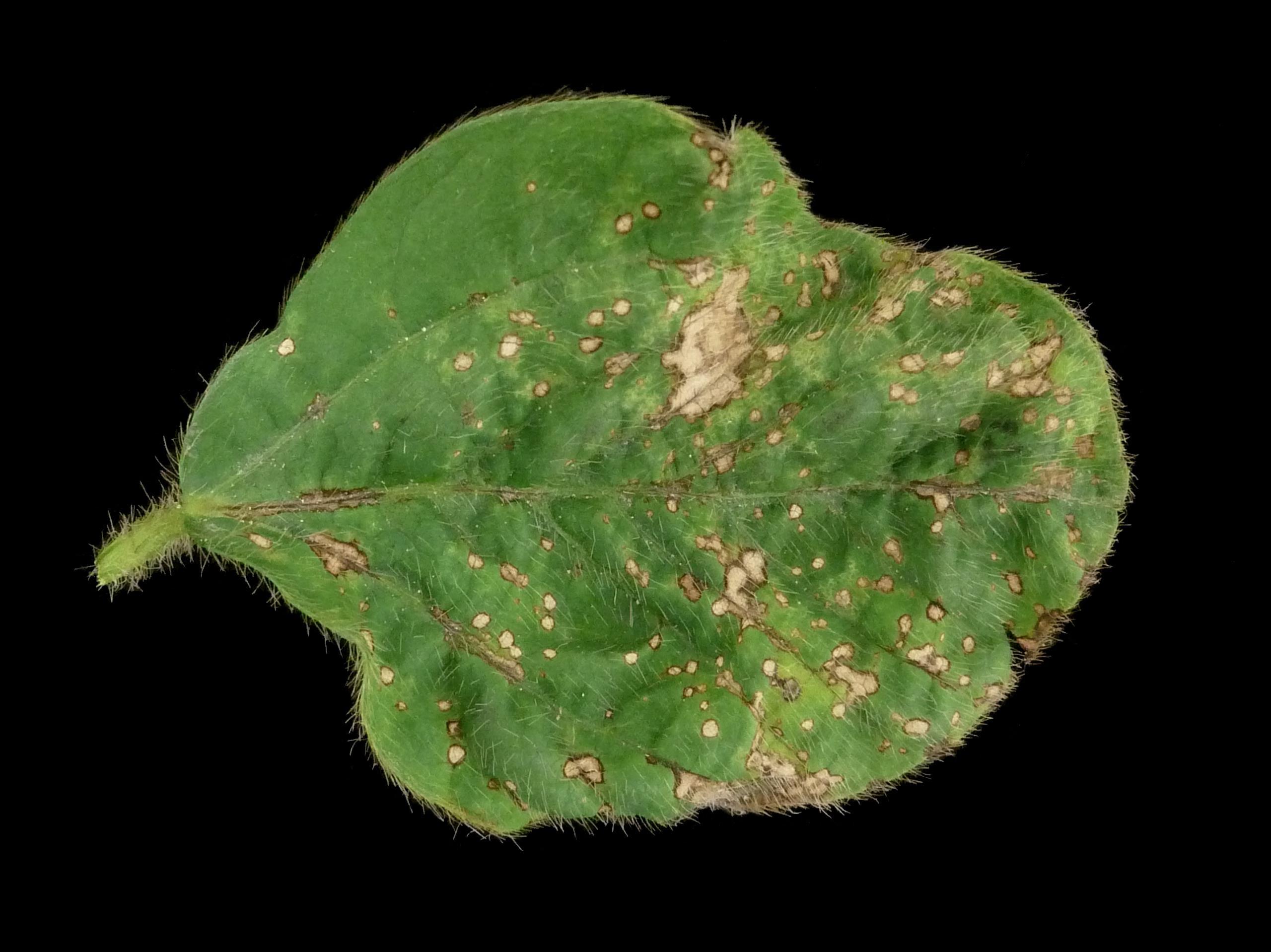 Soya - fomésafène (14)_3