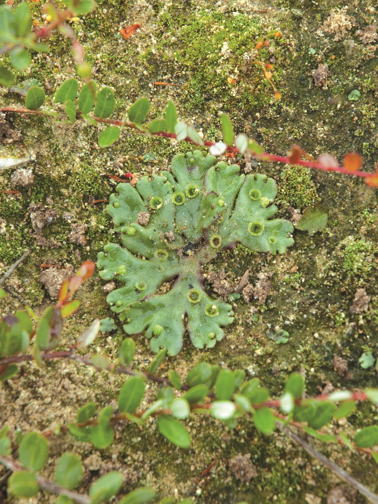 Hépatique fontaines (Marchantia polymorpha)_3