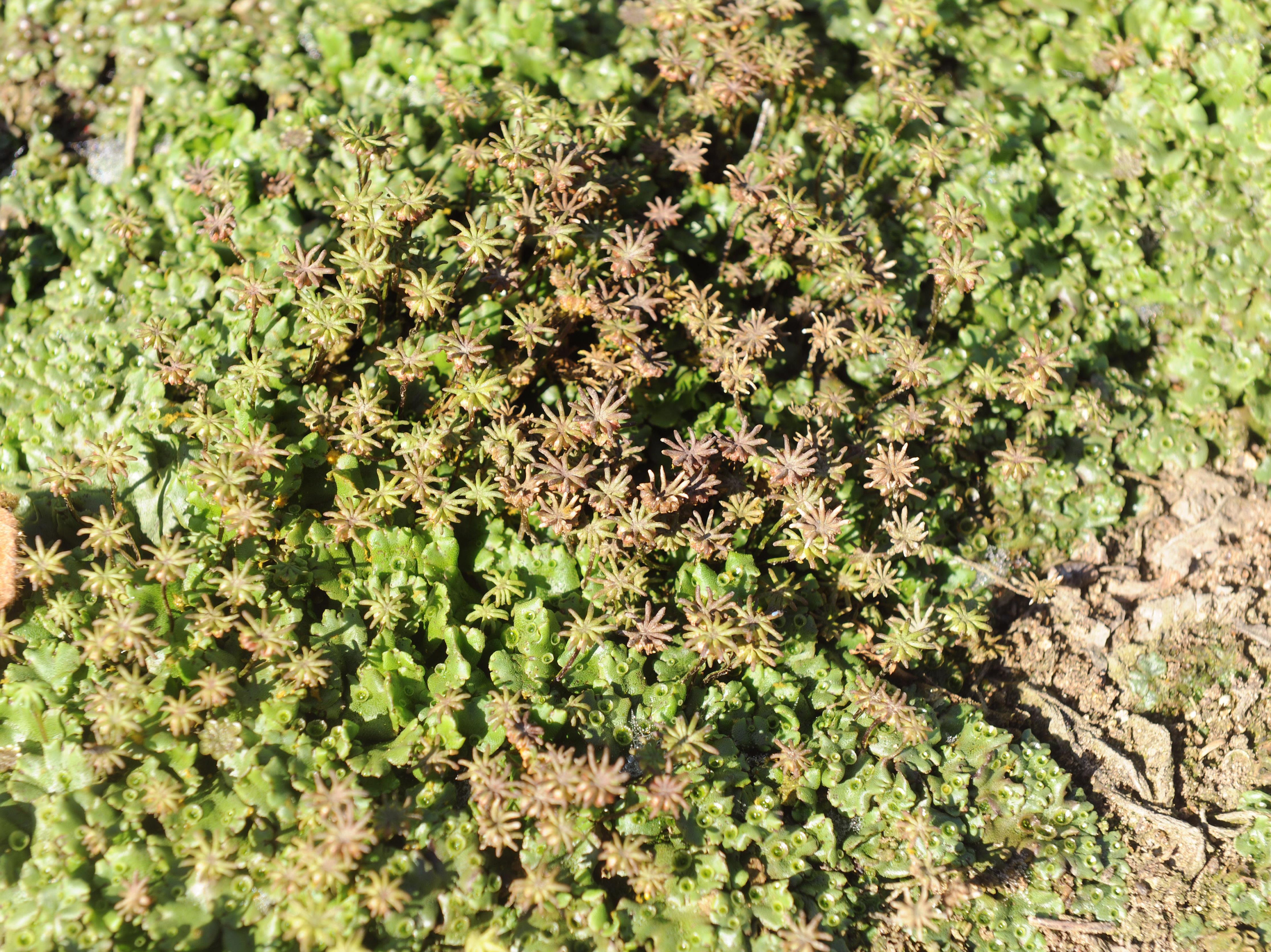 Hépatique fontaines (Marchantia polymorpha)_8