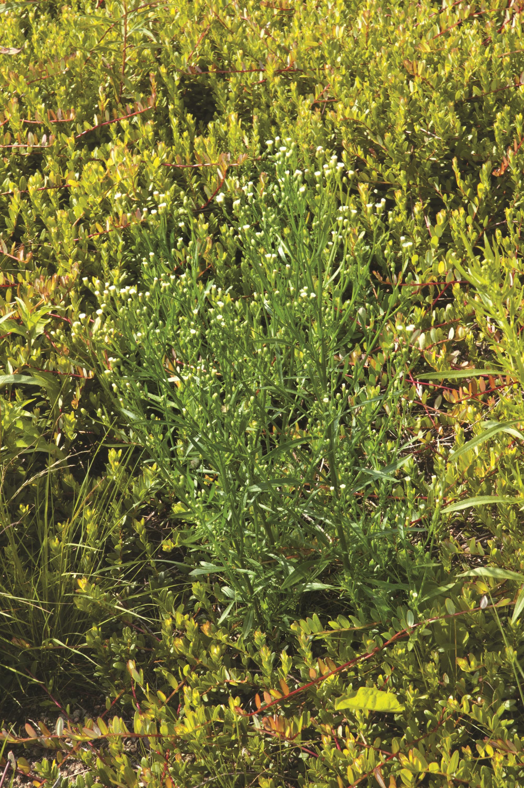 Vergerette du Canada(Erigeron canadensis)_9