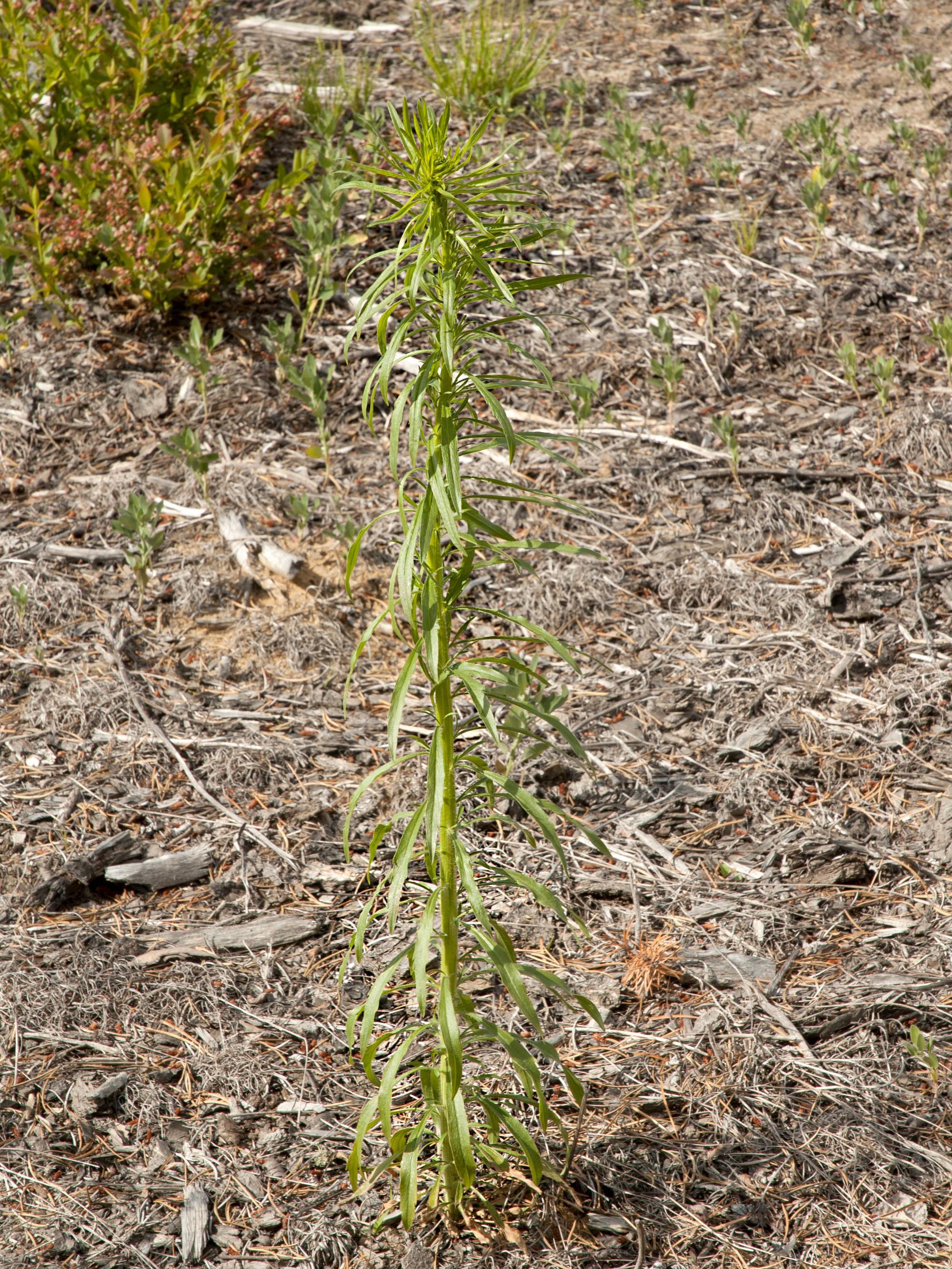 Vergerette du Canada(Erigeron canadensis)_12