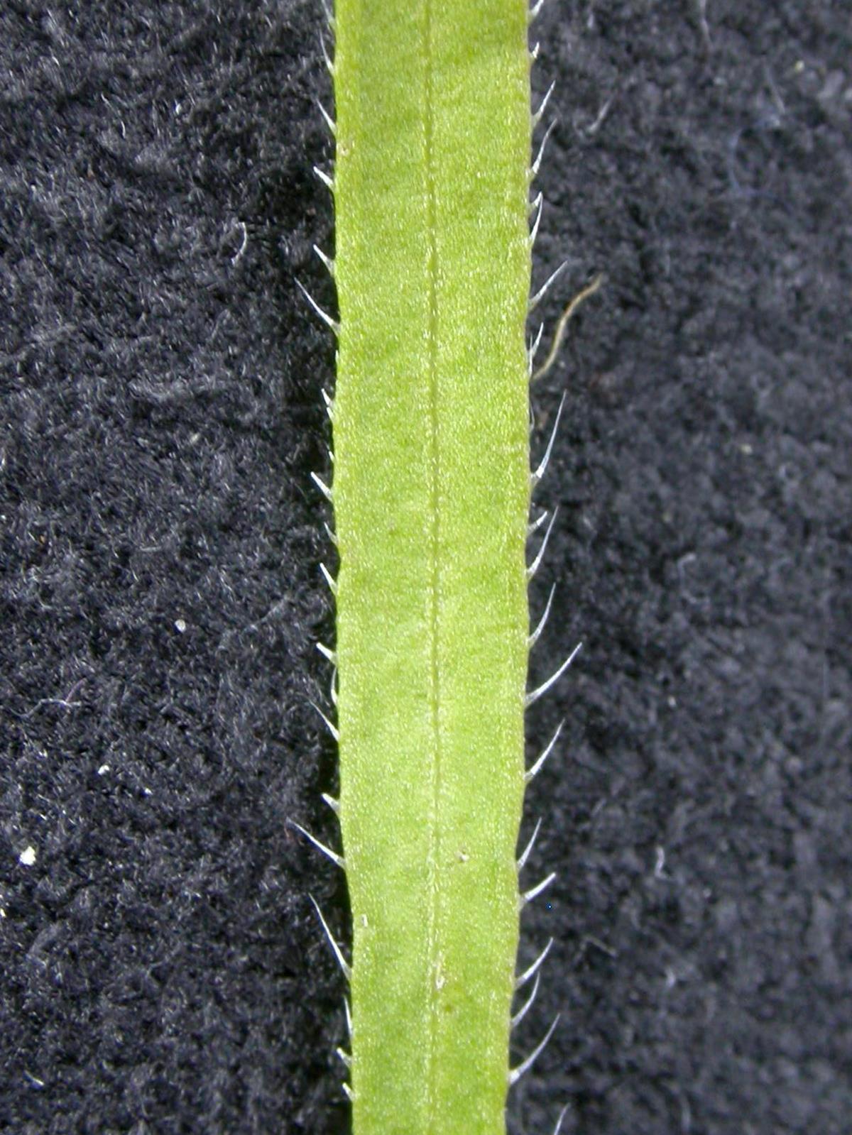 Vergerette du Canada(Erigeron canadensis)_15