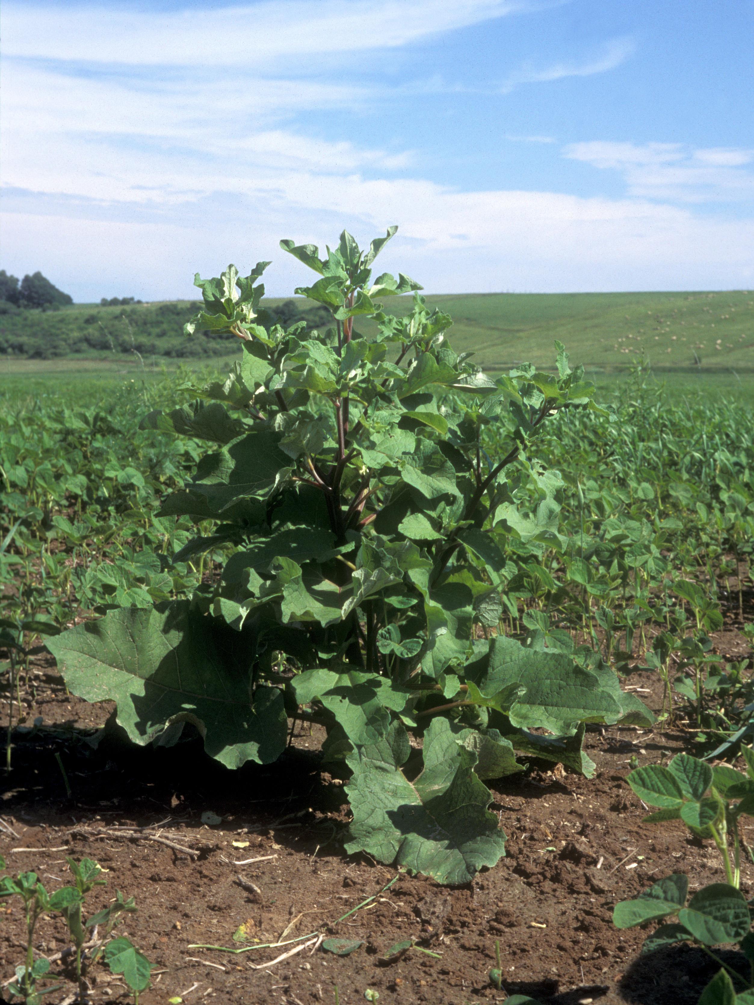 Petite bardane (Arctium minus)_6