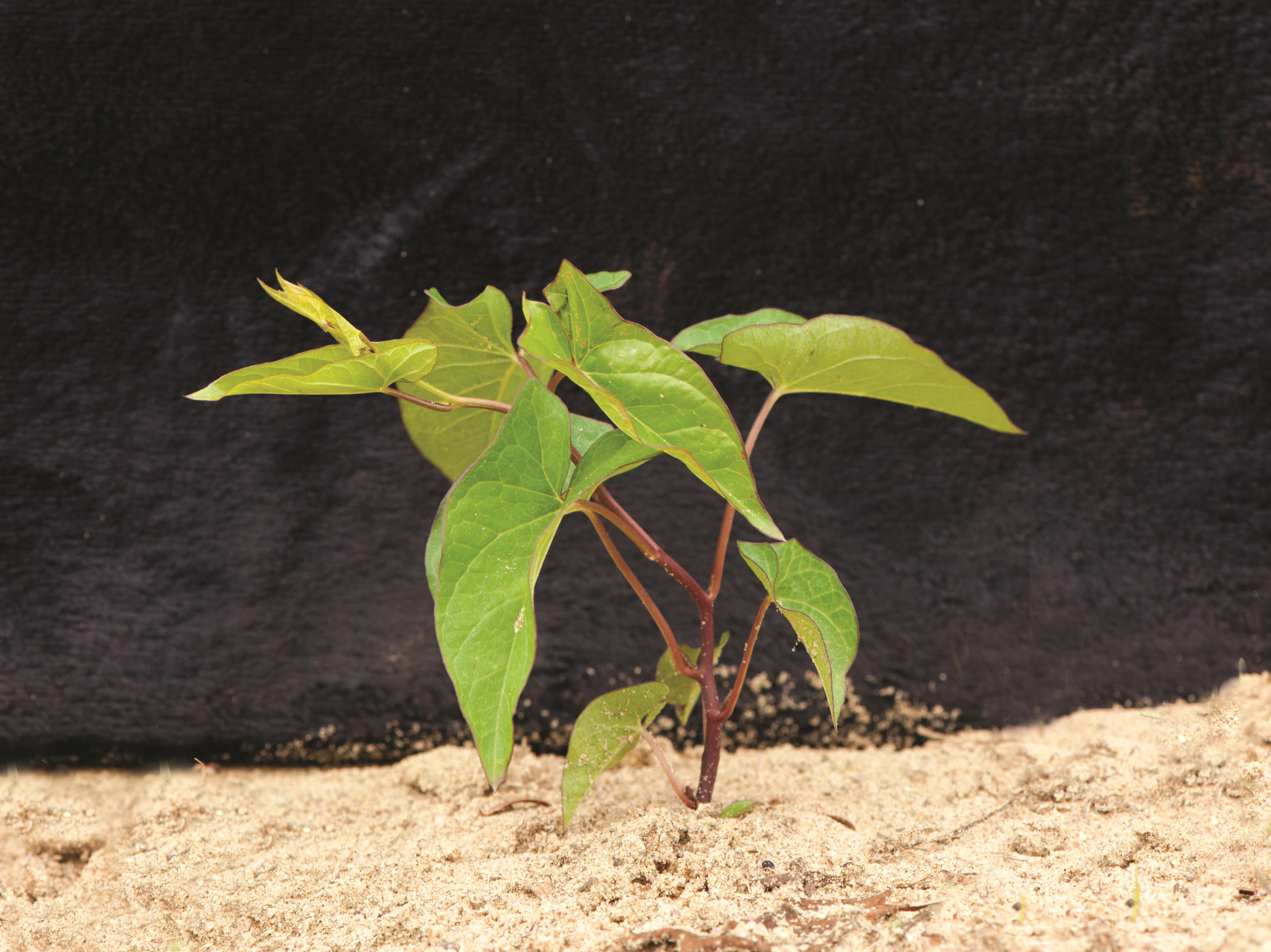 Liseron haies (Calystegia sepium)_7