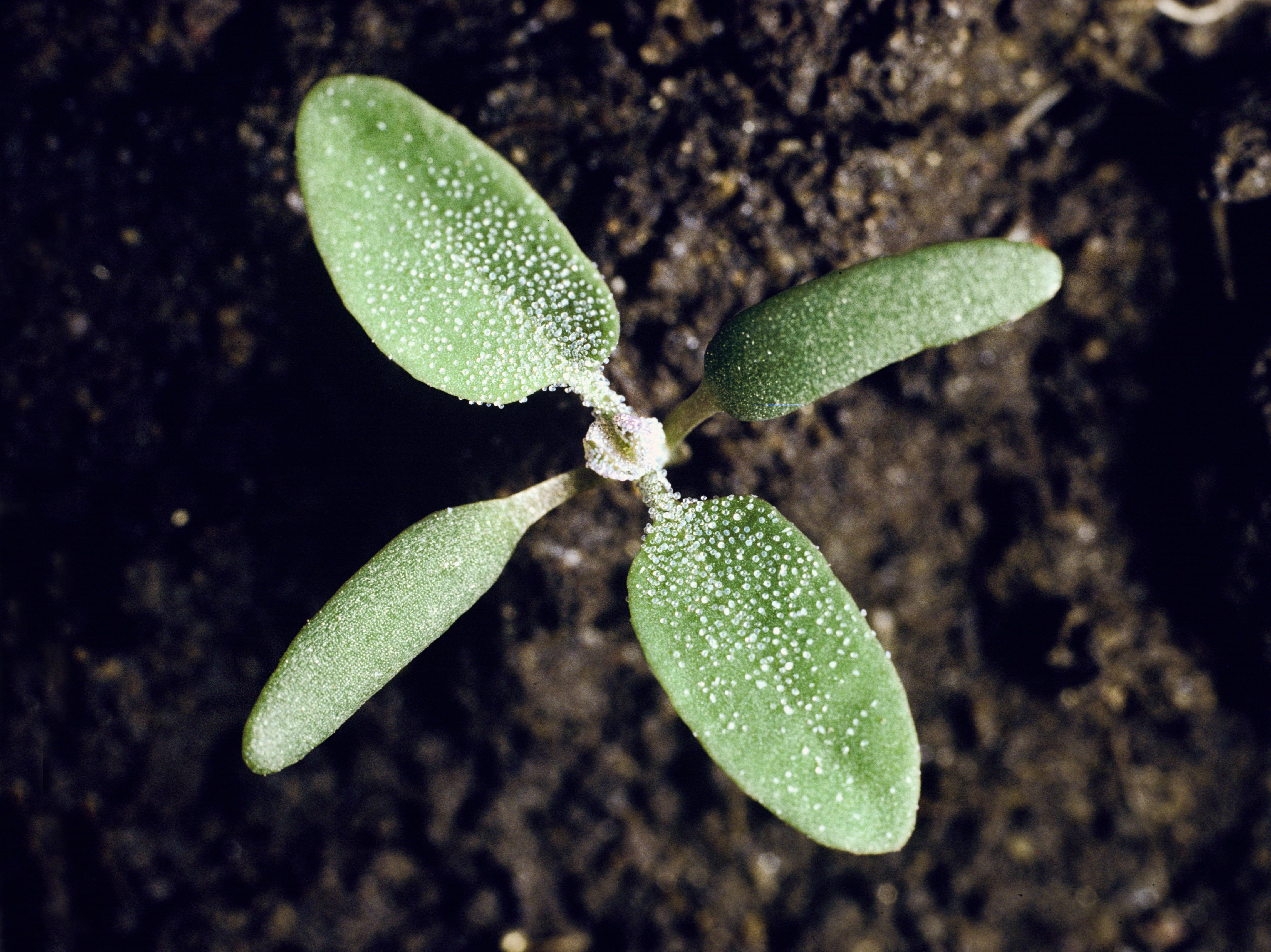 Chénopode blanc(Chenopodium album)_1